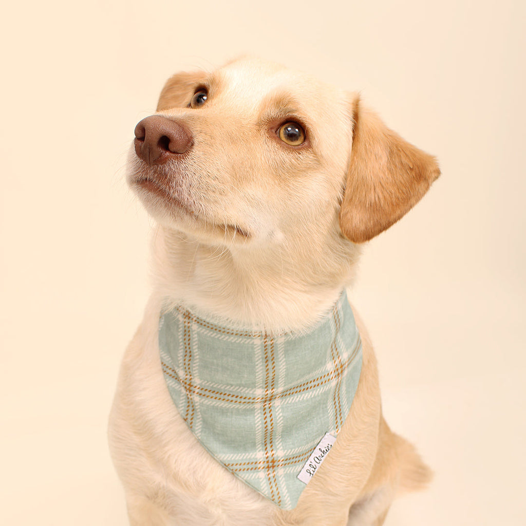 Eco-Friendly Dog Bandanas: How to Choose Sustainable Style for Your Pet
