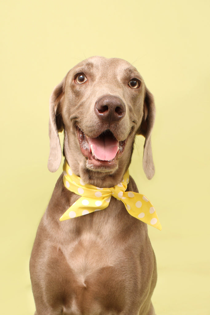 How USA-Made Compostable Dog Waste Bags and Eco-Friendly Pet Products Reduce Carbon Footprint and Save You Money