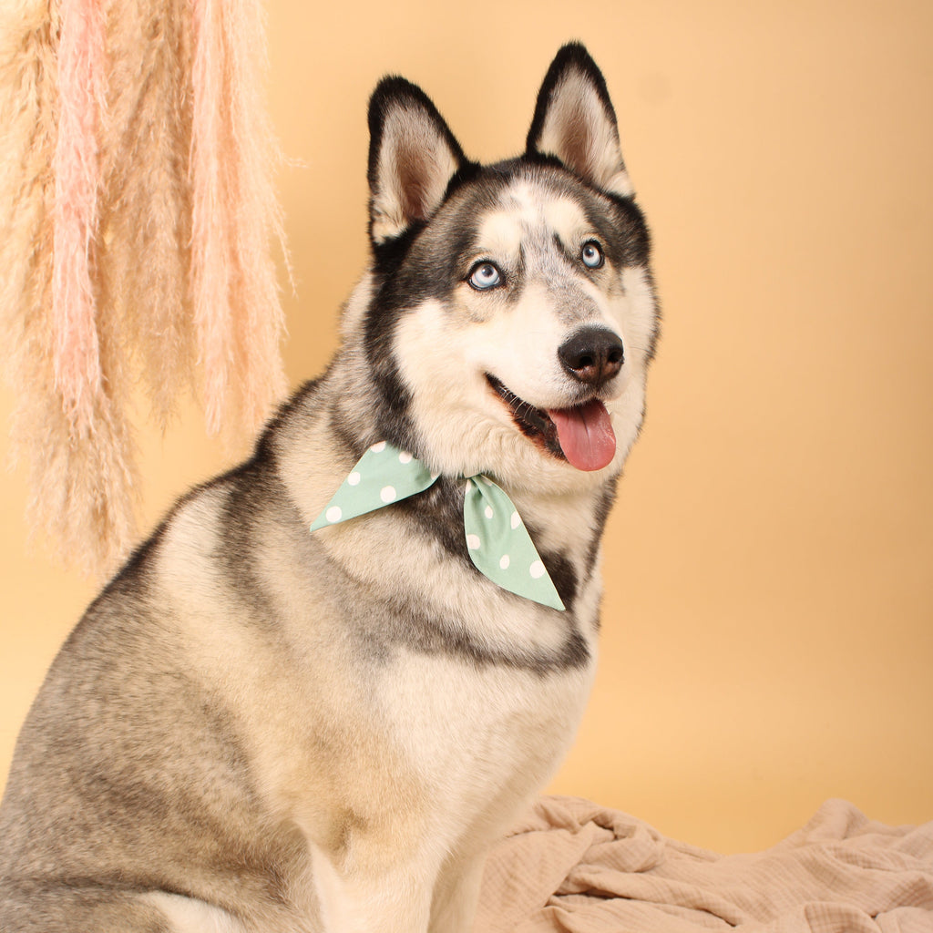 Eco-Innovation in Pet Fashion: How USA-Made Organic Fabrics and Digital Printing Create Sustainable Accessories