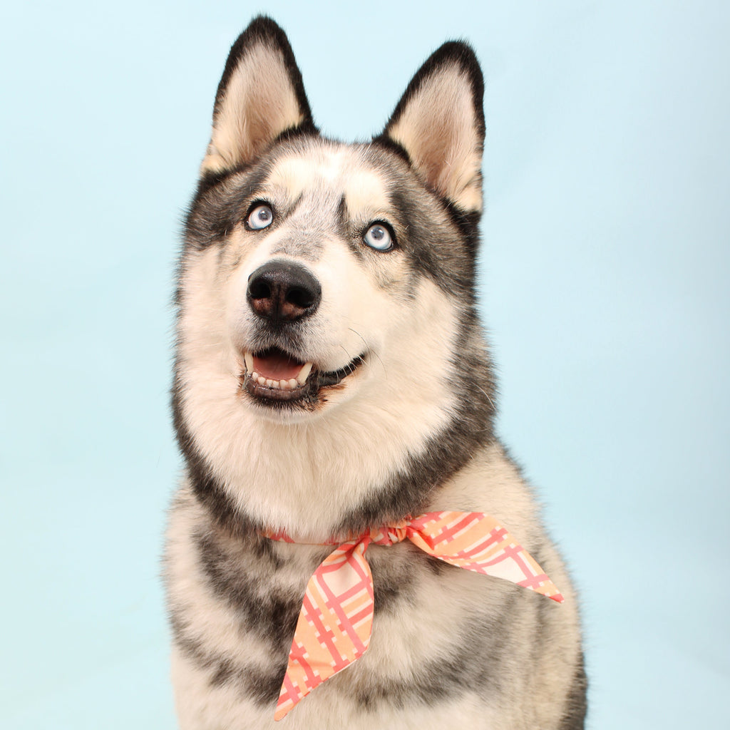 How to Choose Eco-Friendly Dog Accessories for a Sustainable Pet Lifestyle