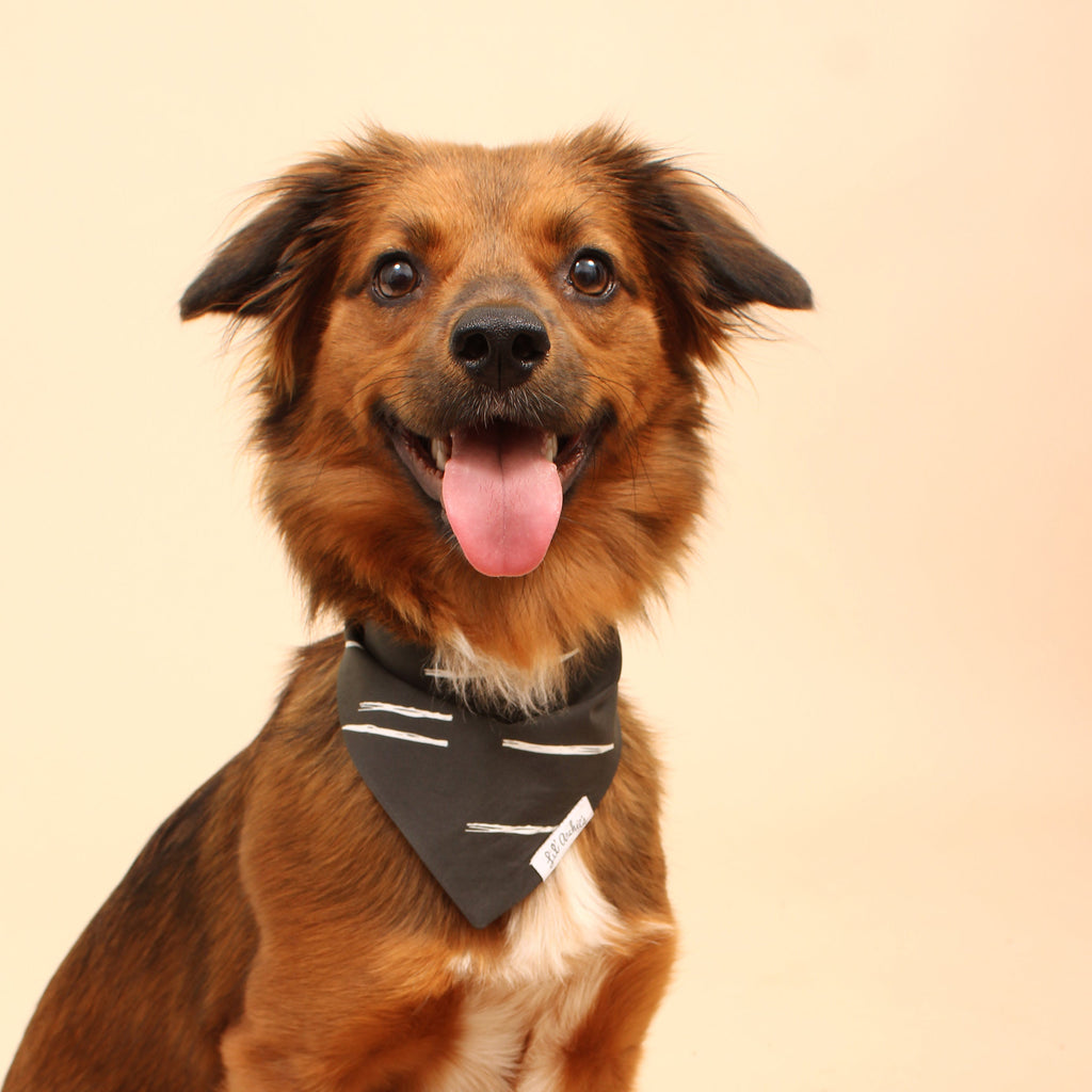 Top Sustainable Pet Accessories Every Eco-Conscious Dog Owner Should Consider