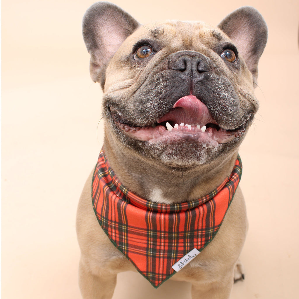 What Makes a Dog Bandana Truly Eco-Friendly? Materials, Printing, and Sustainable Production Explained