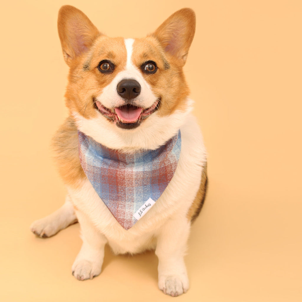 Understanding How Recycled Materials Are Made into Sustainable Dog Accessories