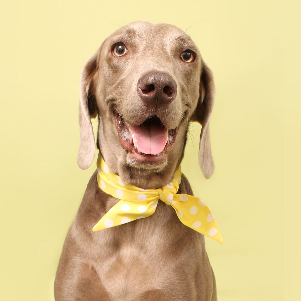 5 Reasons Digital Printing on Dog Bandanas Is More Eco-Friendly Than Traditional Dyeing