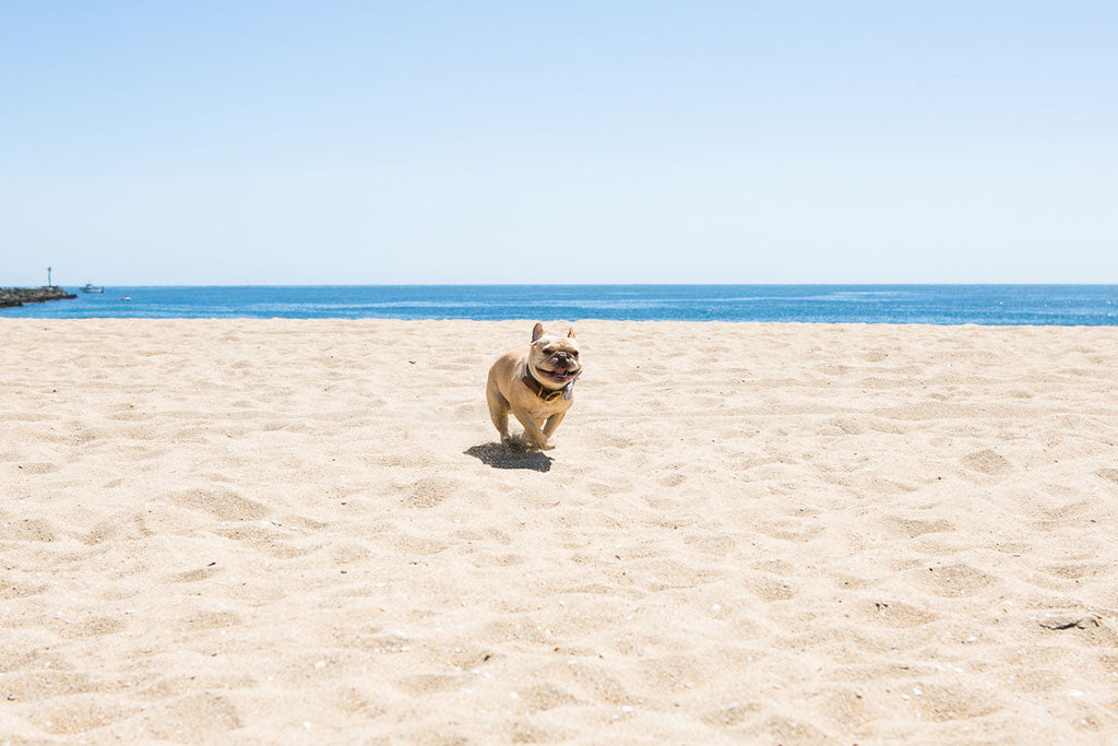 5 Tips for Reducing Your Pet's Environmental Pawprint: Eco-Friendly Practices for Dog Owners