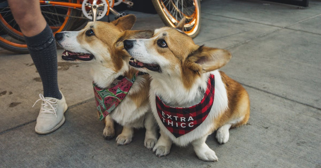 The Eco Journey of Recycled Materials: How Your Dog's Accessories Are Made From Waste to Wow