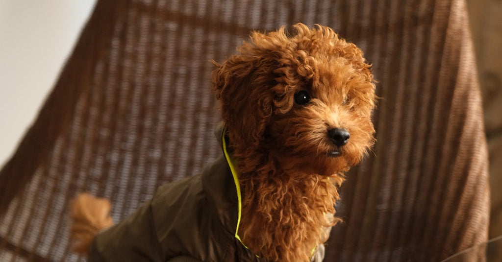 How to Choose the Right Organic Cotton Dog Bandana for Your Pup