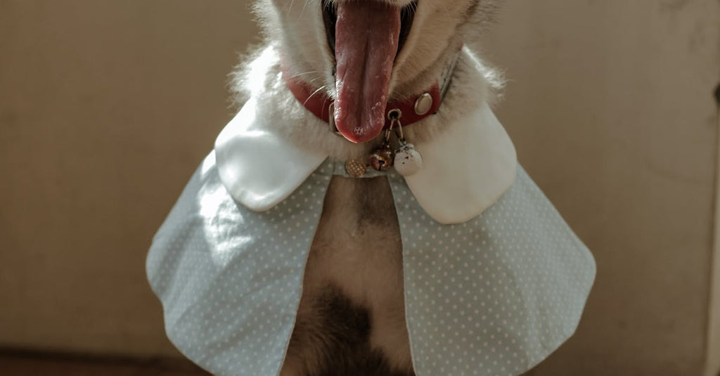 The Environmental Impact of Synthetic Fabrics in Dog Accessories (and Why Organic Matters)