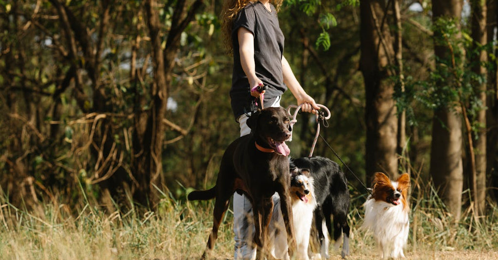 The Shift Towards Eco-Friendly Pet Products: A Guide for Conscious Dog Owners