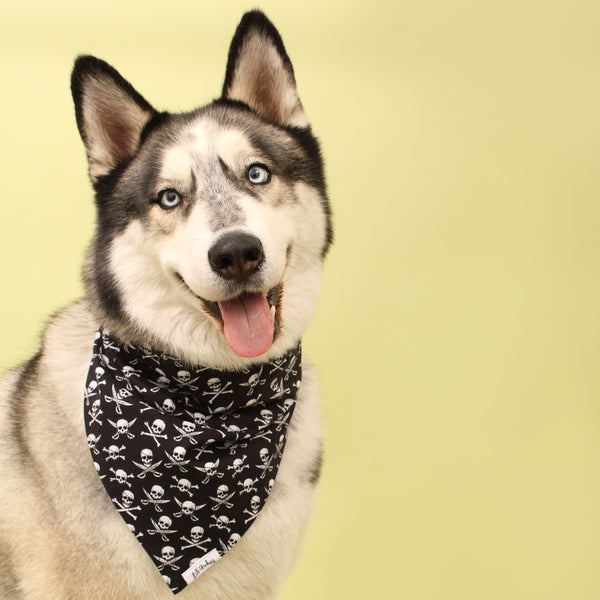Ahoy - Dog Bandana – Lil' Archie's