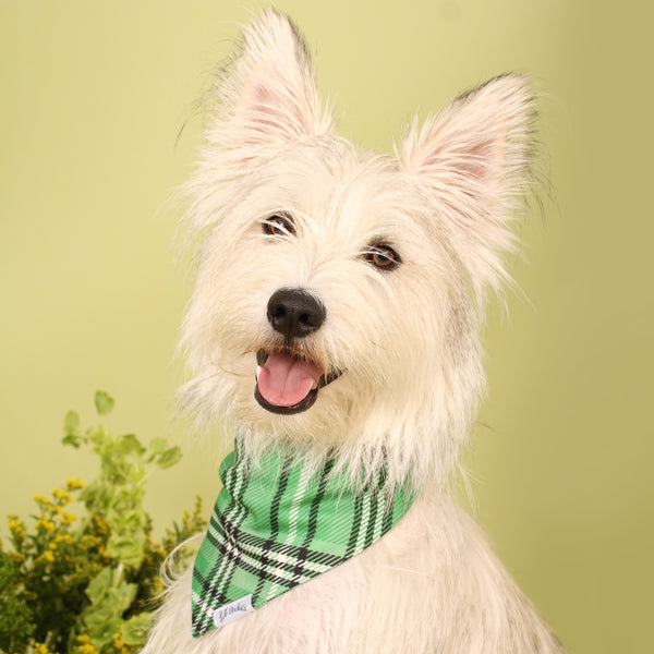 Dublin Plaid - Dog Bandana – Lil' Archie's
