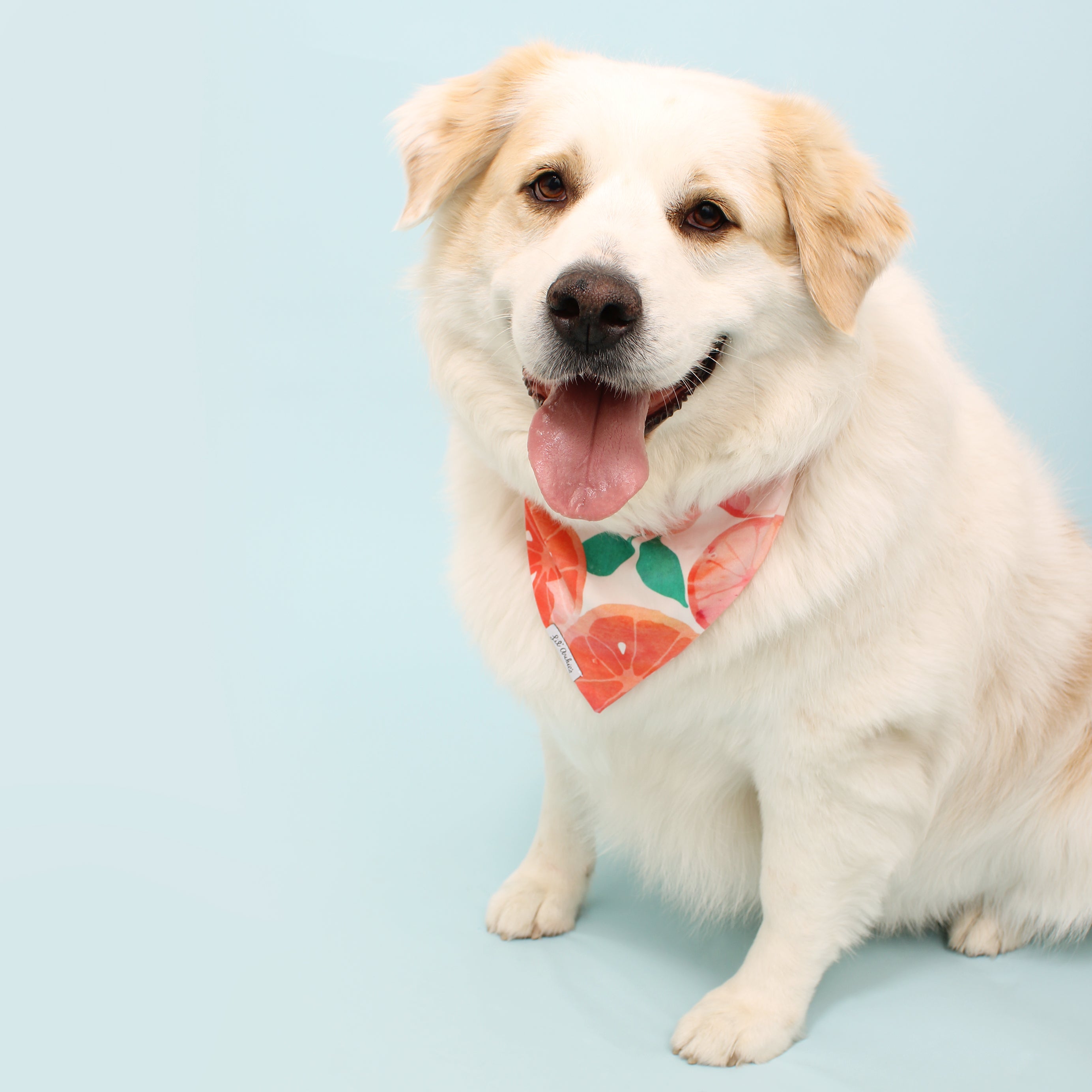 Citrus Grove- Dog Bandana