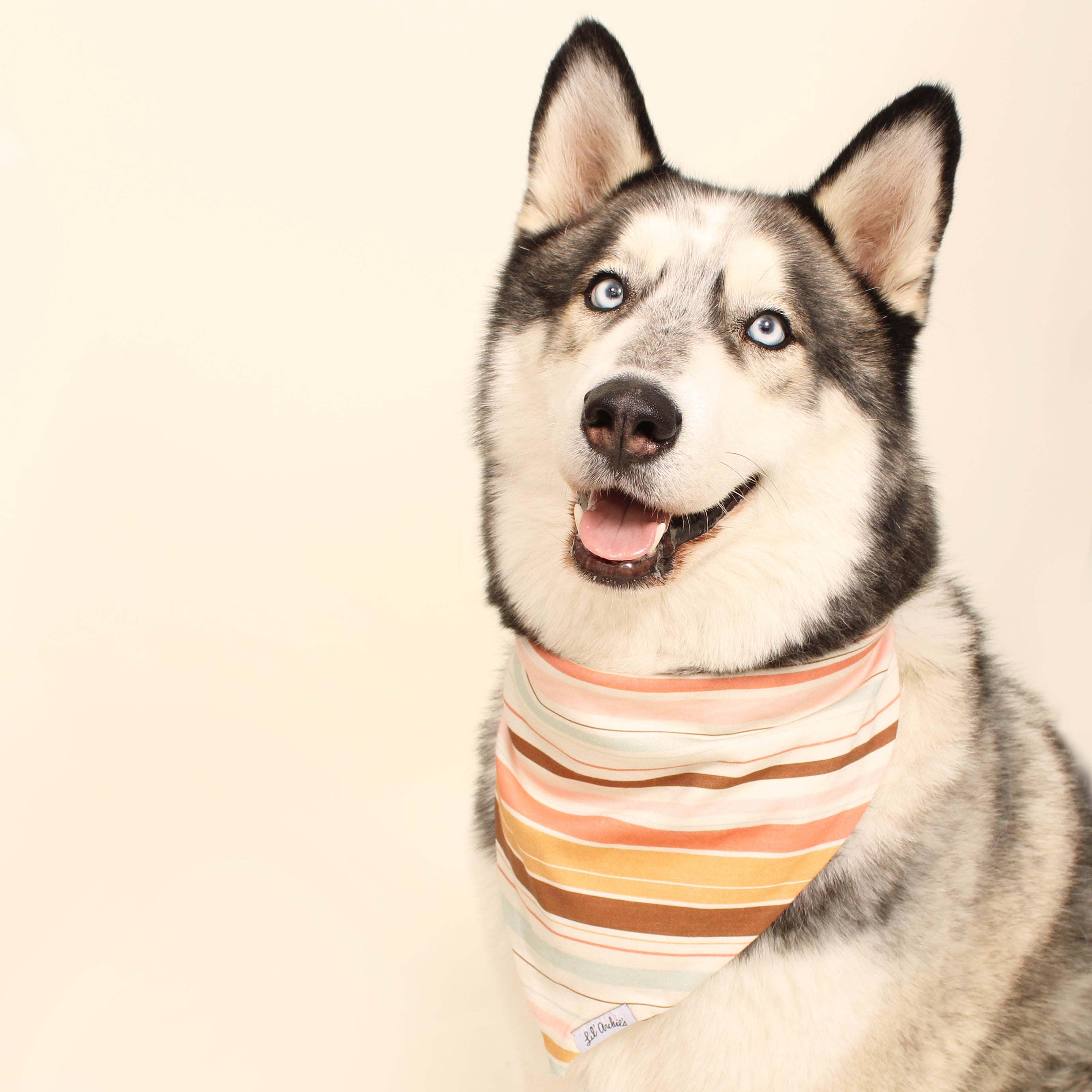 Golden Hour - Dog Bandana