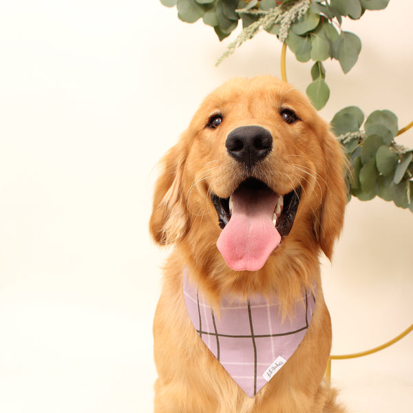 Lavender dog hot sale bandana