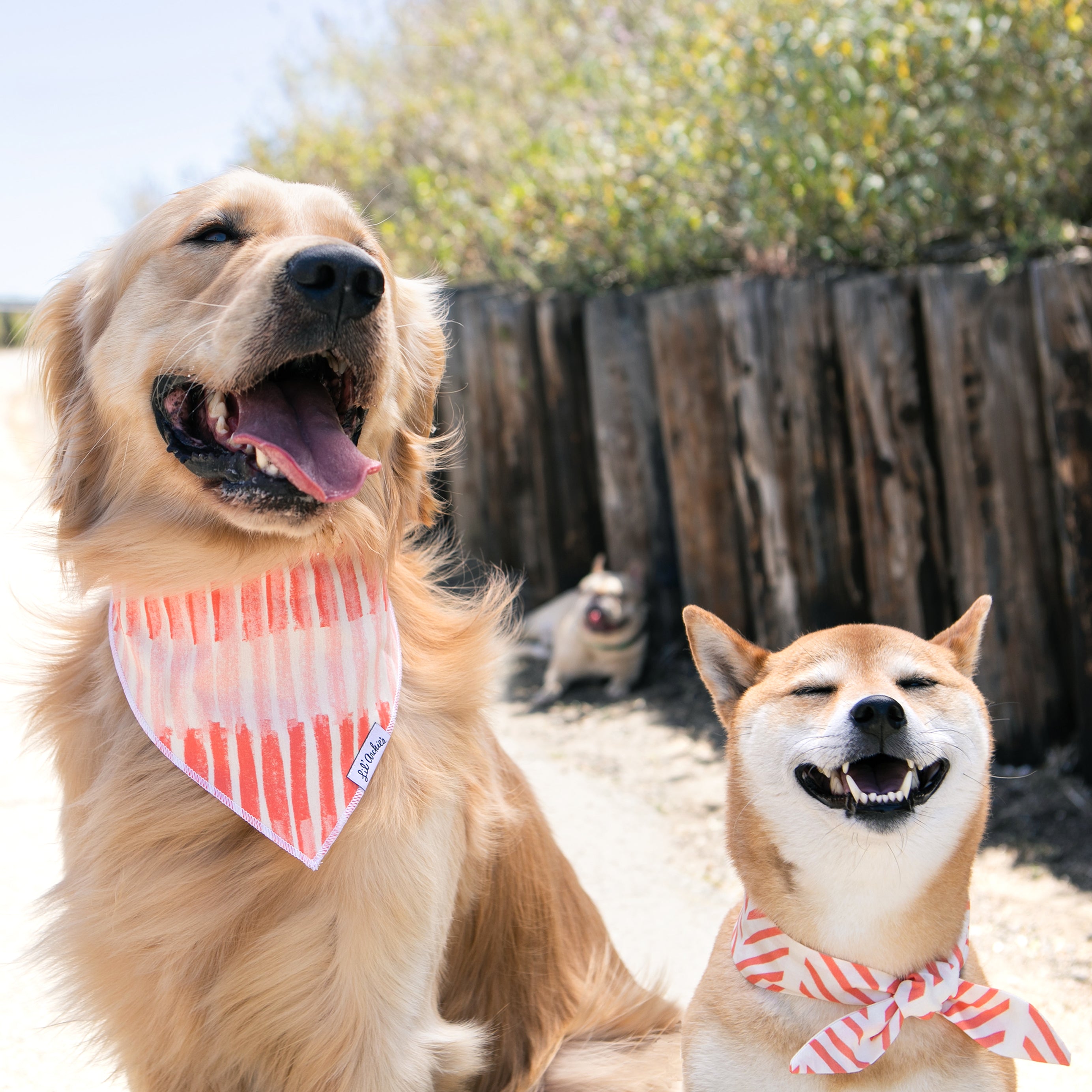 Coral Treasure - Dog Bandana