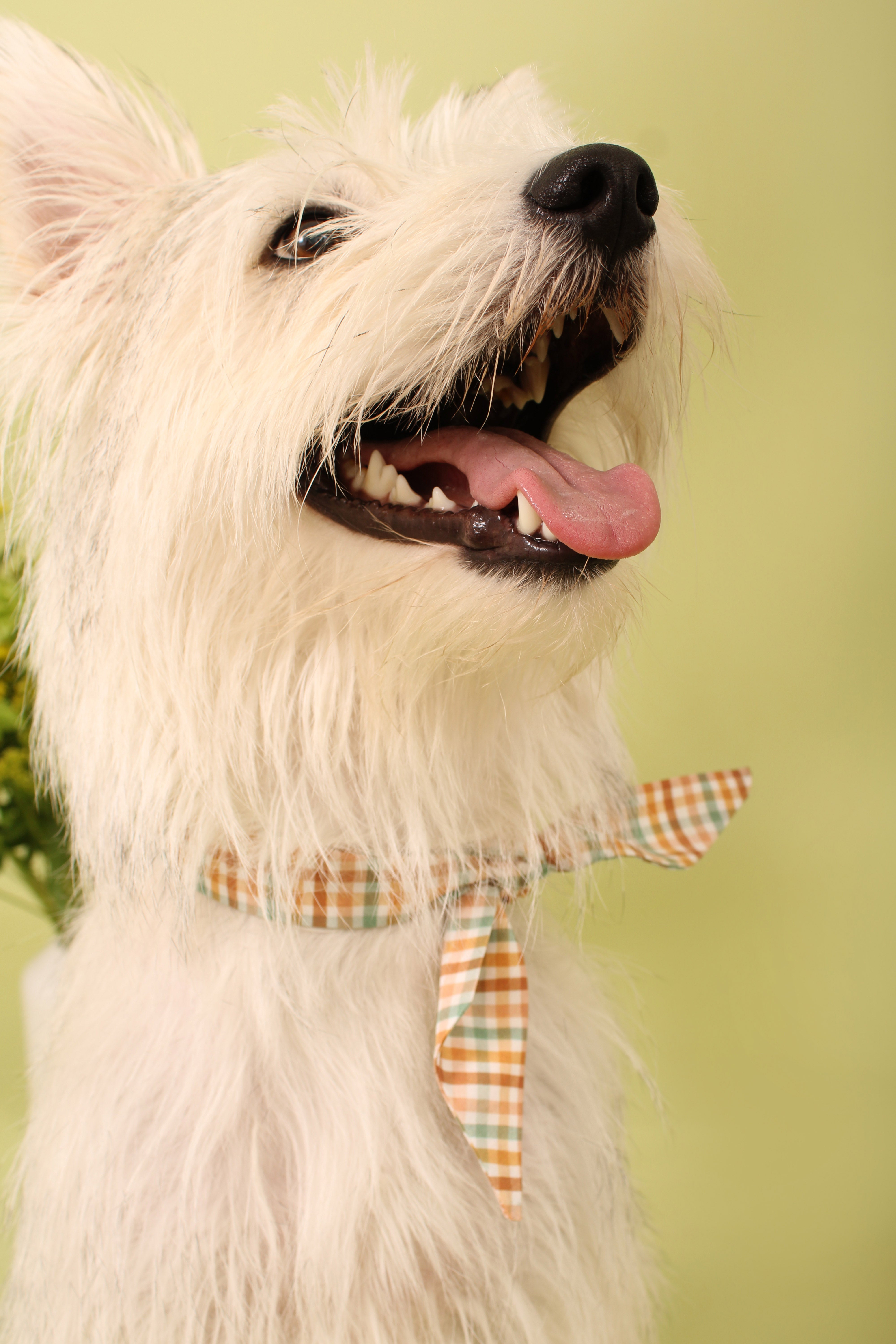 Sweetly Proper Plaid - Frenchie Twist Dog Necktie