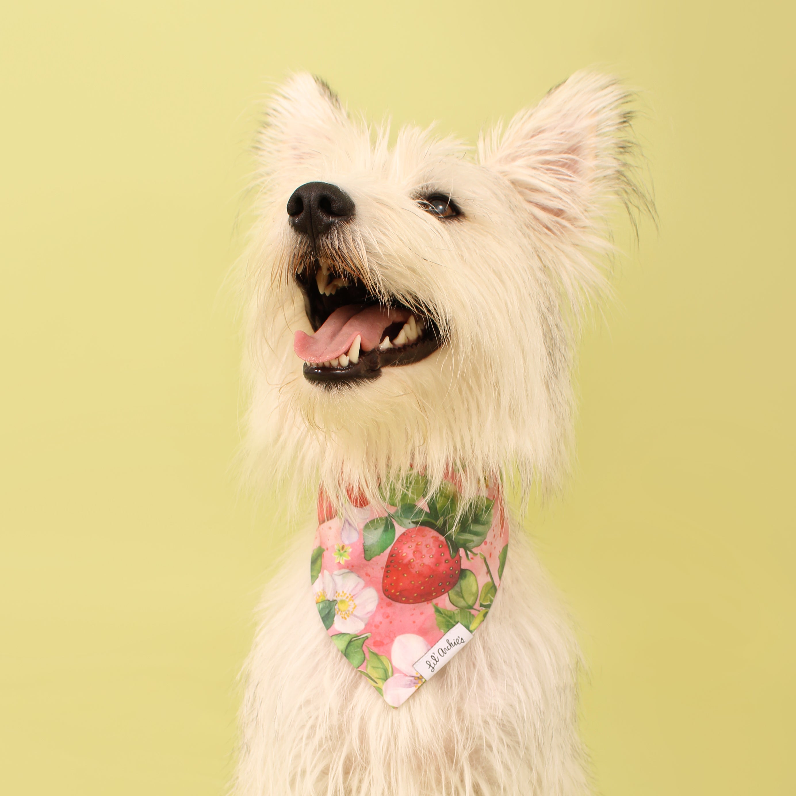 Bloomin' Strawberries - Dog Bandana
