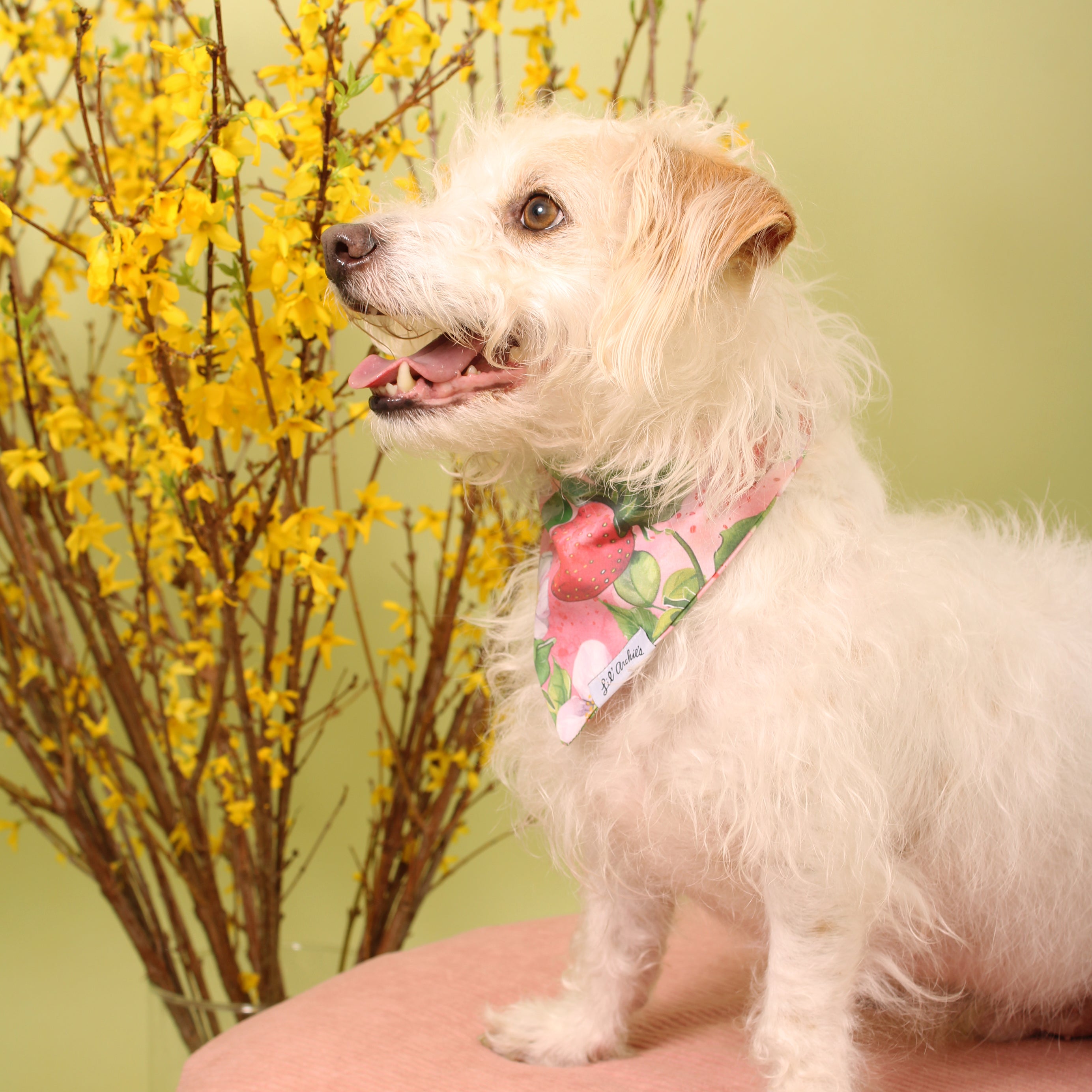 Bloomin' Strawberries - Dog Bandana