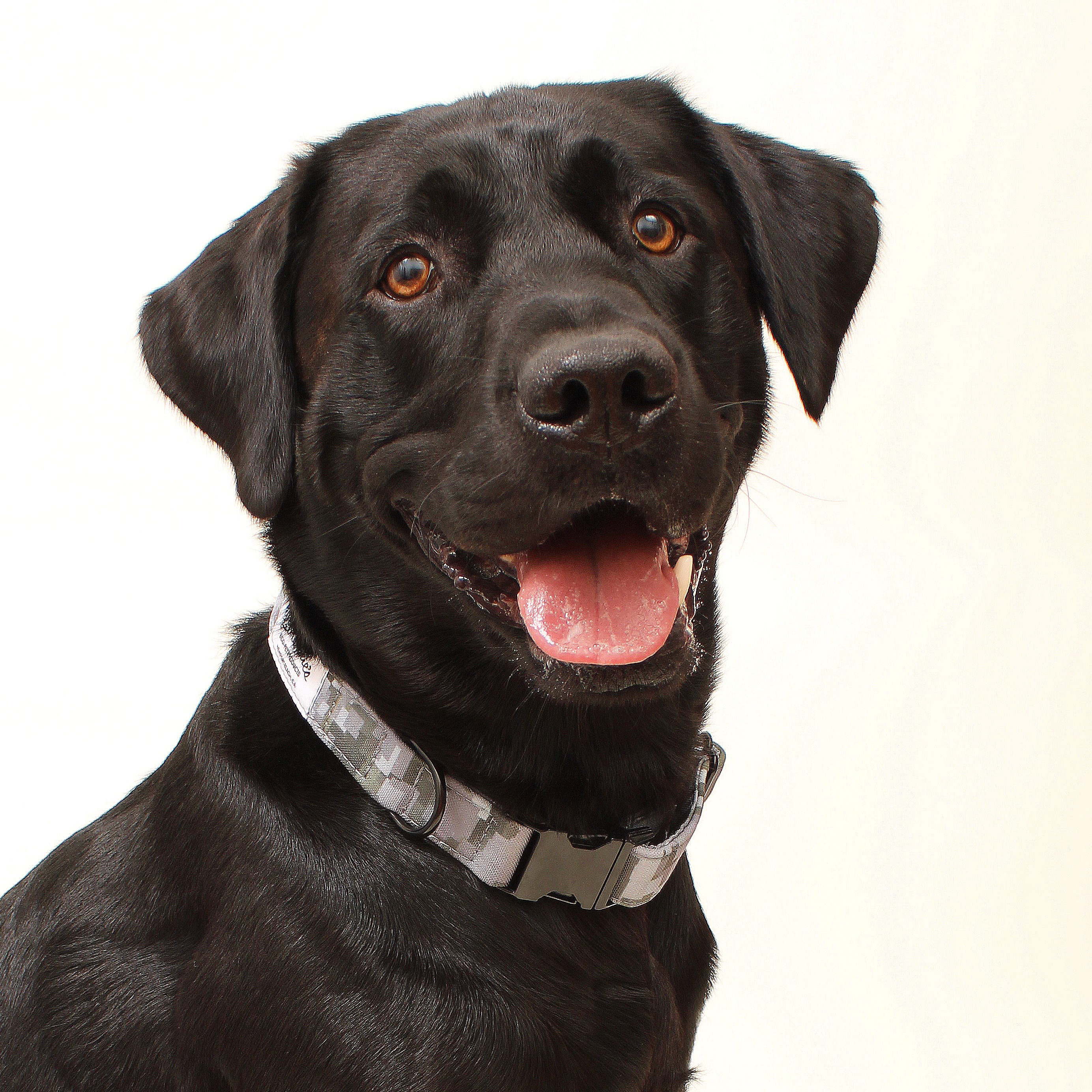 Annadel Recycled Dog Collar