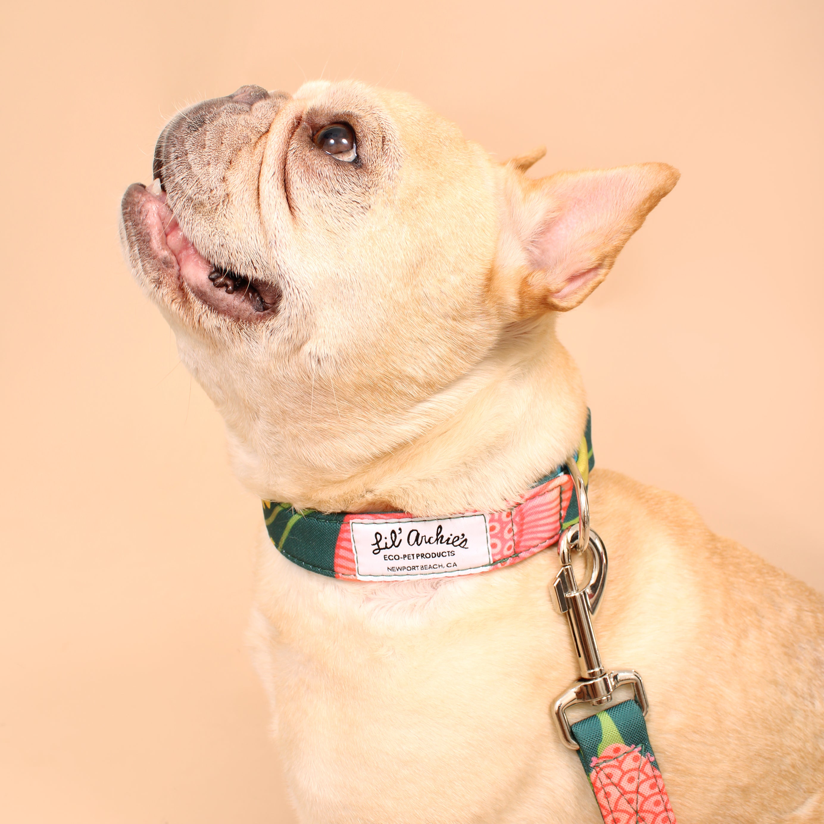 Eden Recycled Dog Collar