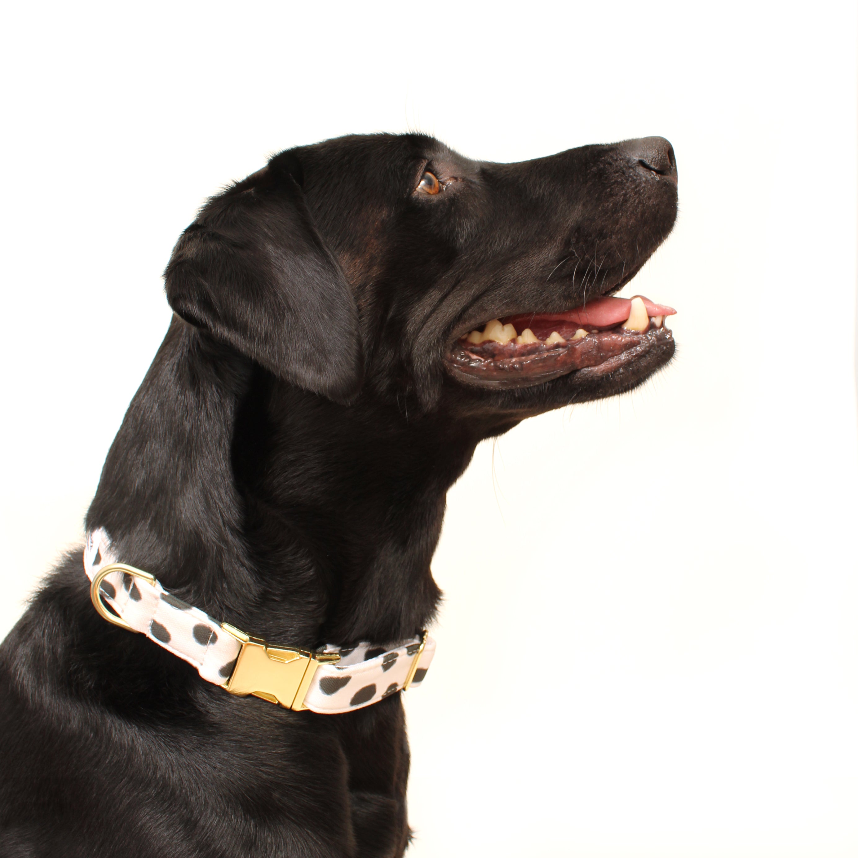 San Francisco Recycled Dog Collar