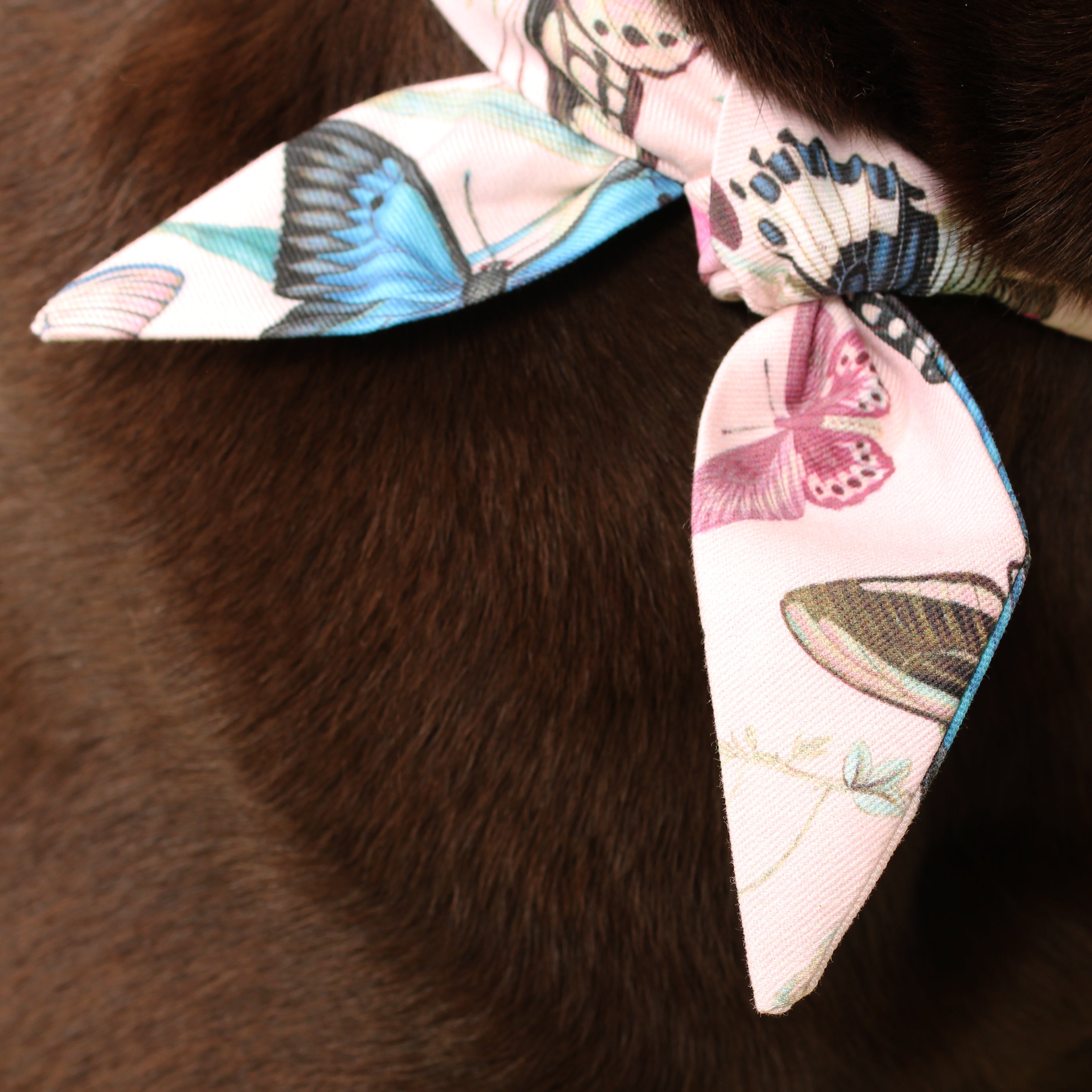 Butterfly Twirl - Frenchie Twist Deluxe Dog Necktie