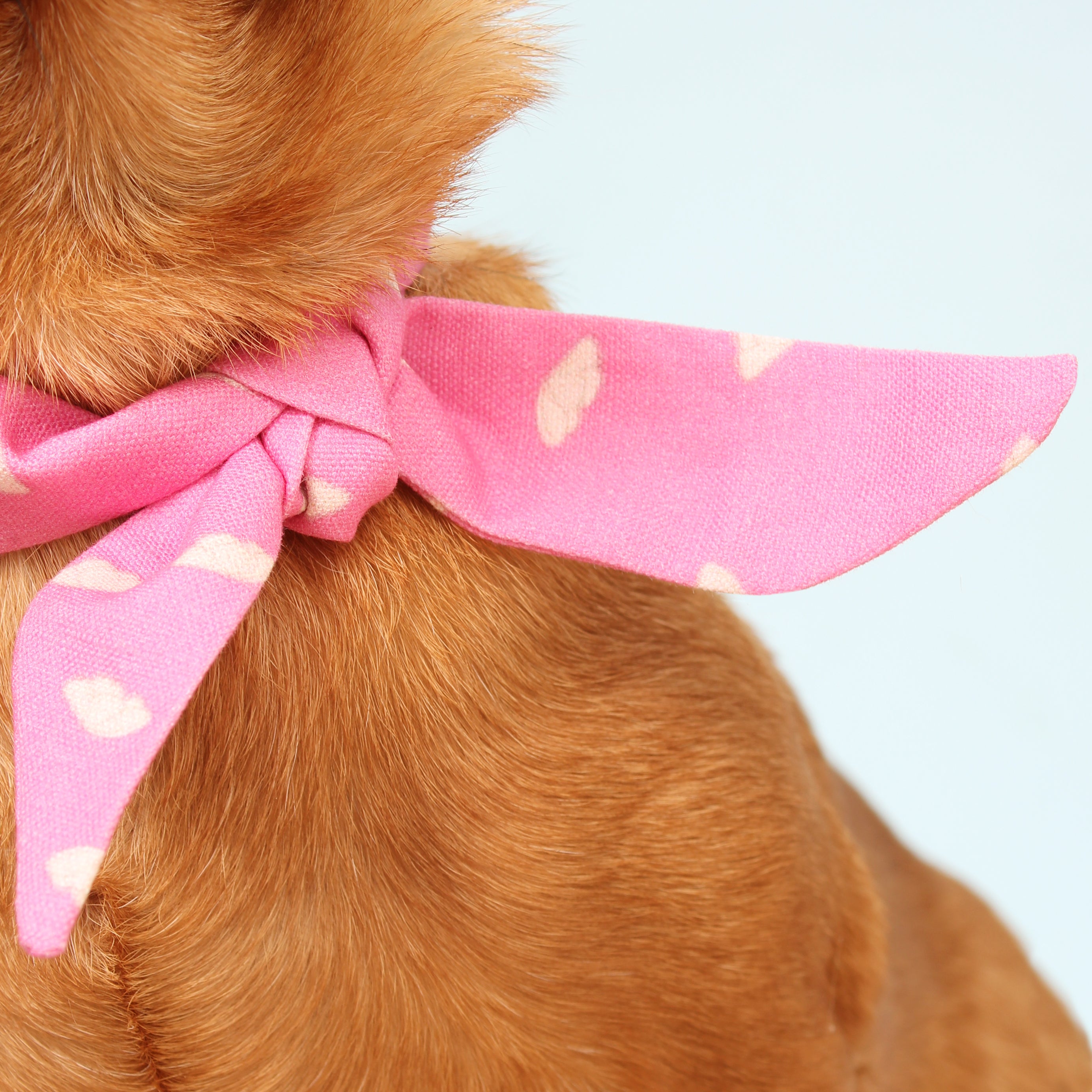 Breezy - Deluxe Frenchie Twist Dog Necktie