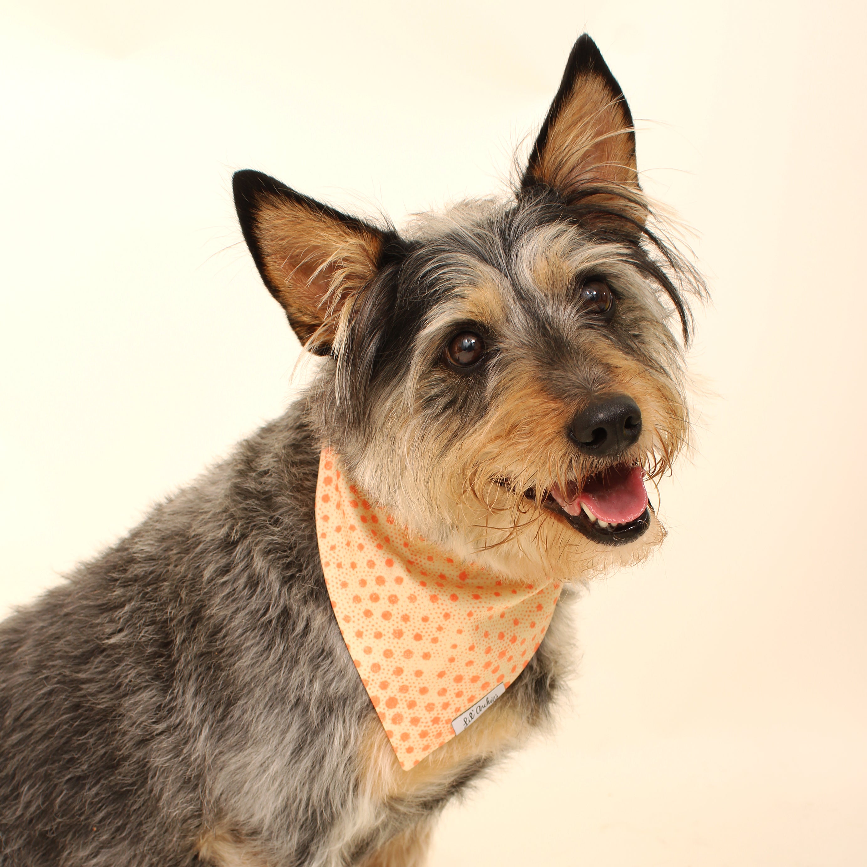Sun Spot- Dog Bandana