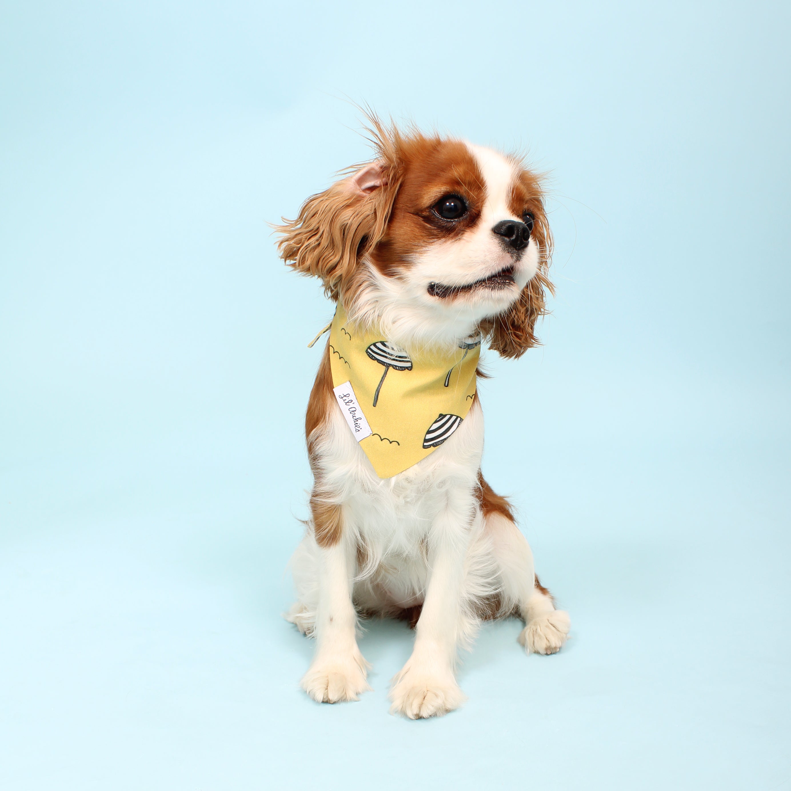 Teal dog clearance bandana