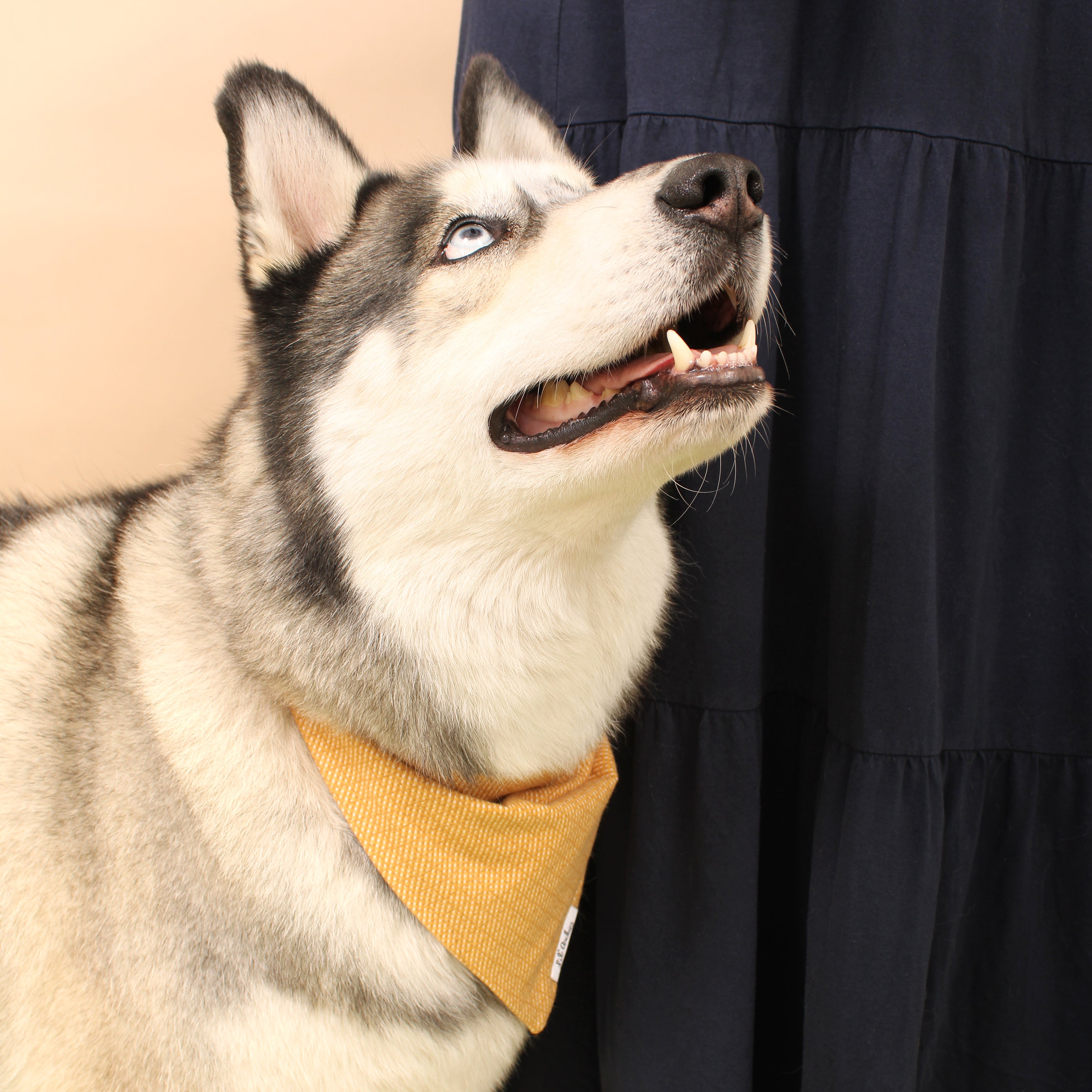 Acorn Grove Flannel - Dog Bandana