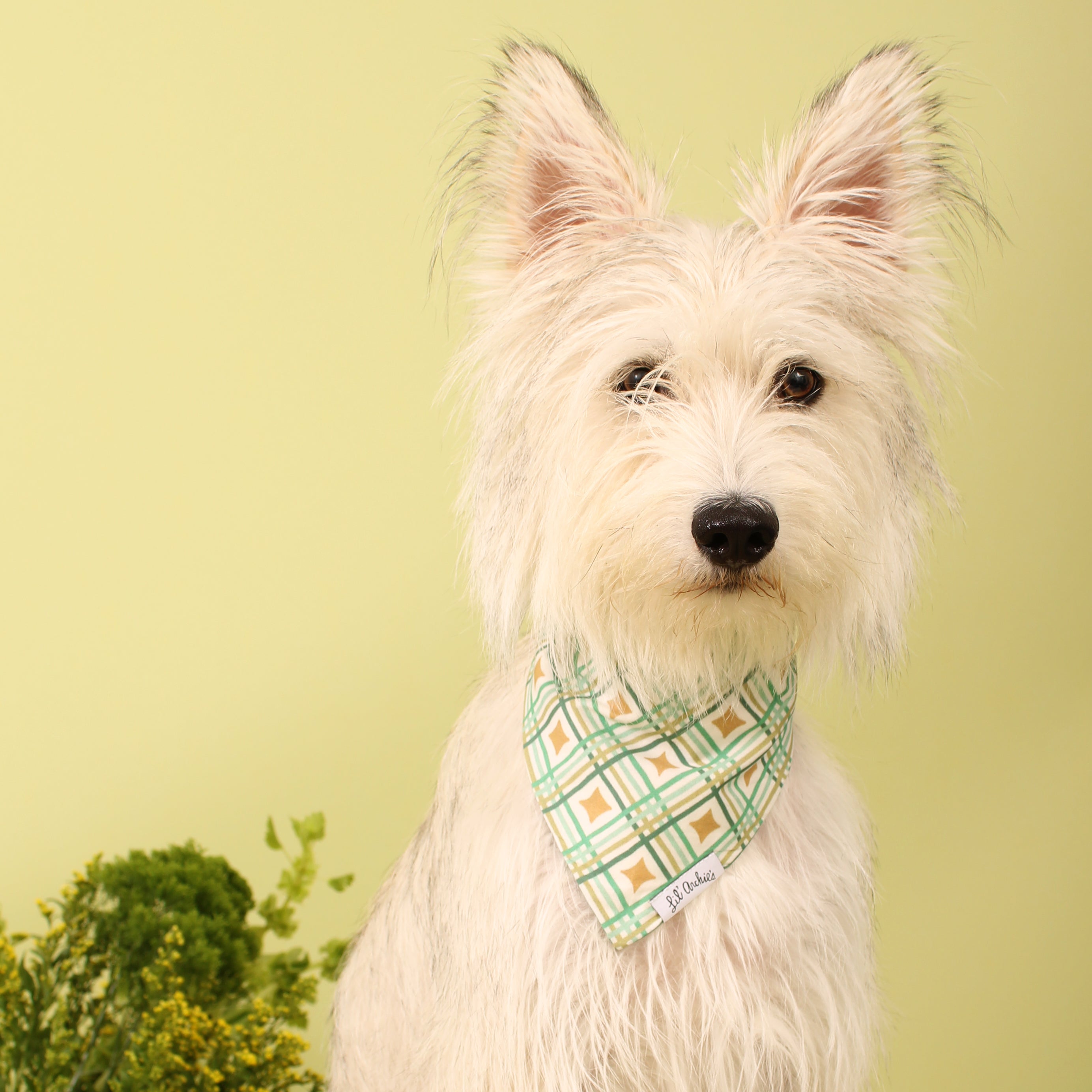 Celtic Vibes - Dog Bandana