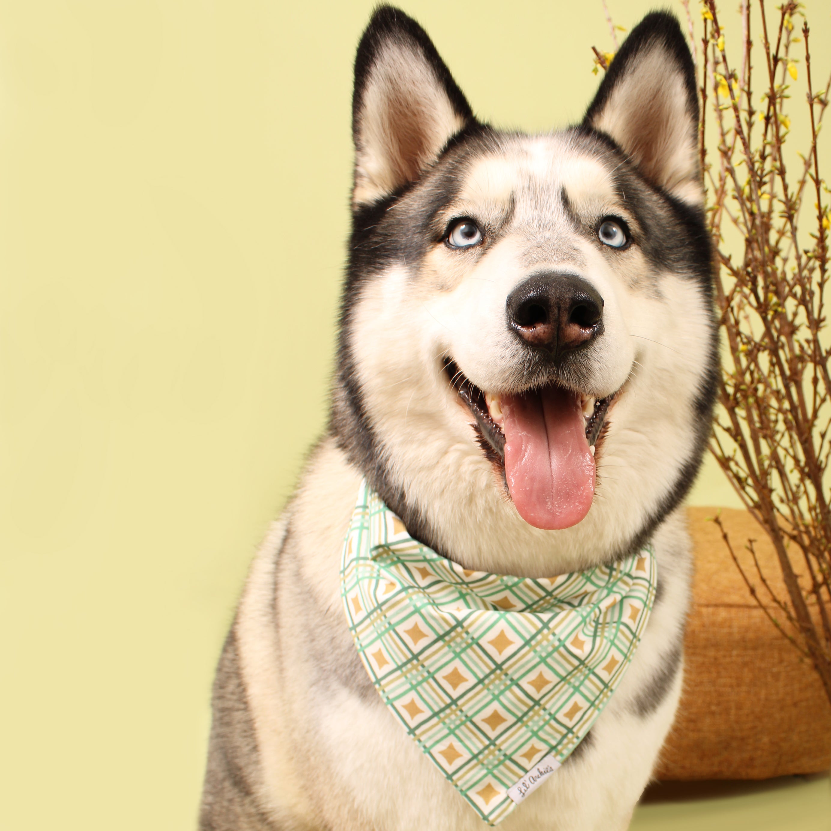 Celtic Vibes - Dog Bandana