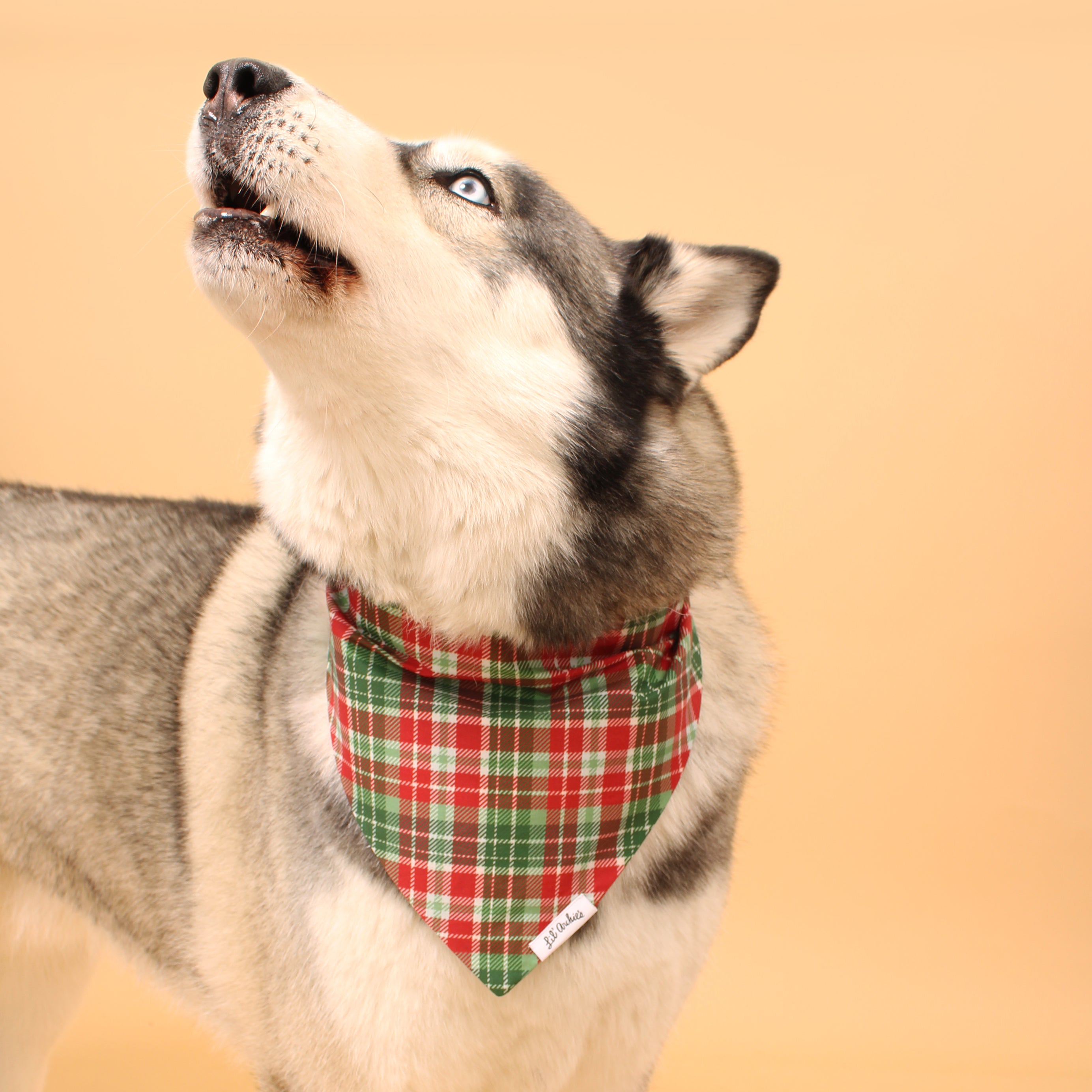 Classic Christmas Plaid - Dog Bandana