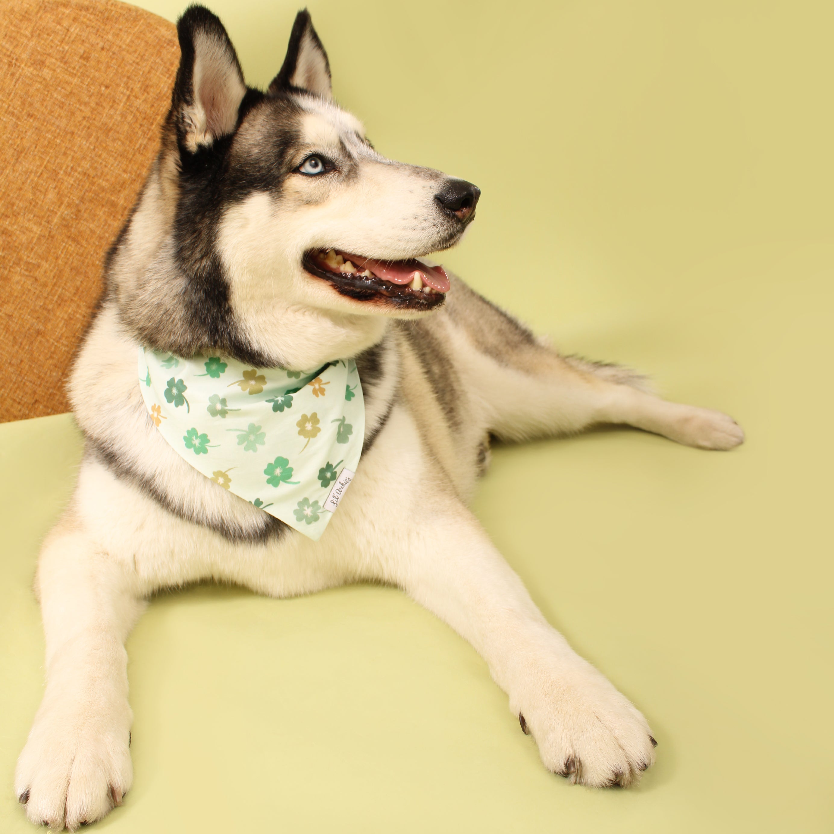 Clover Rain- Dog Bandana