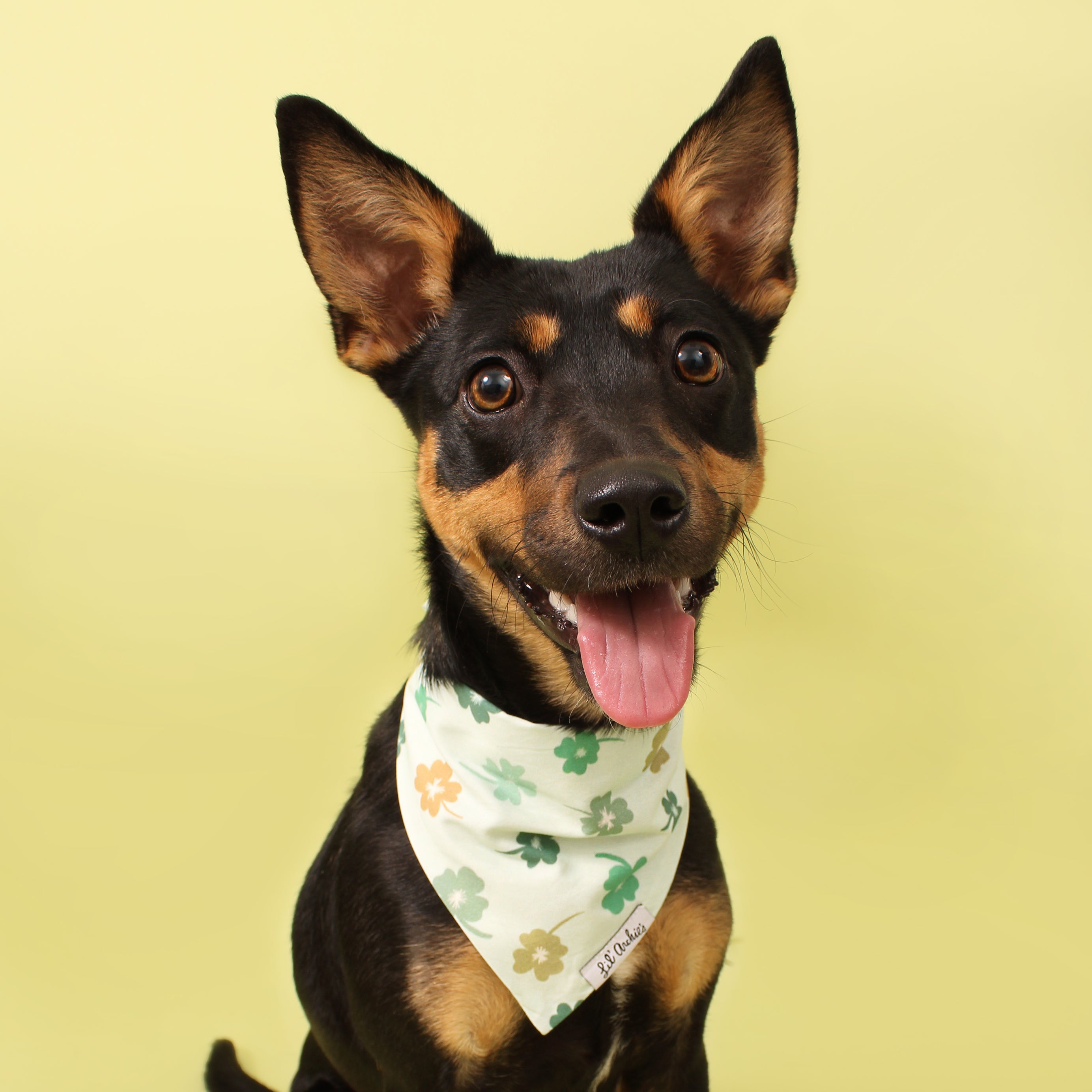 Clover Rain- Dog Bandana