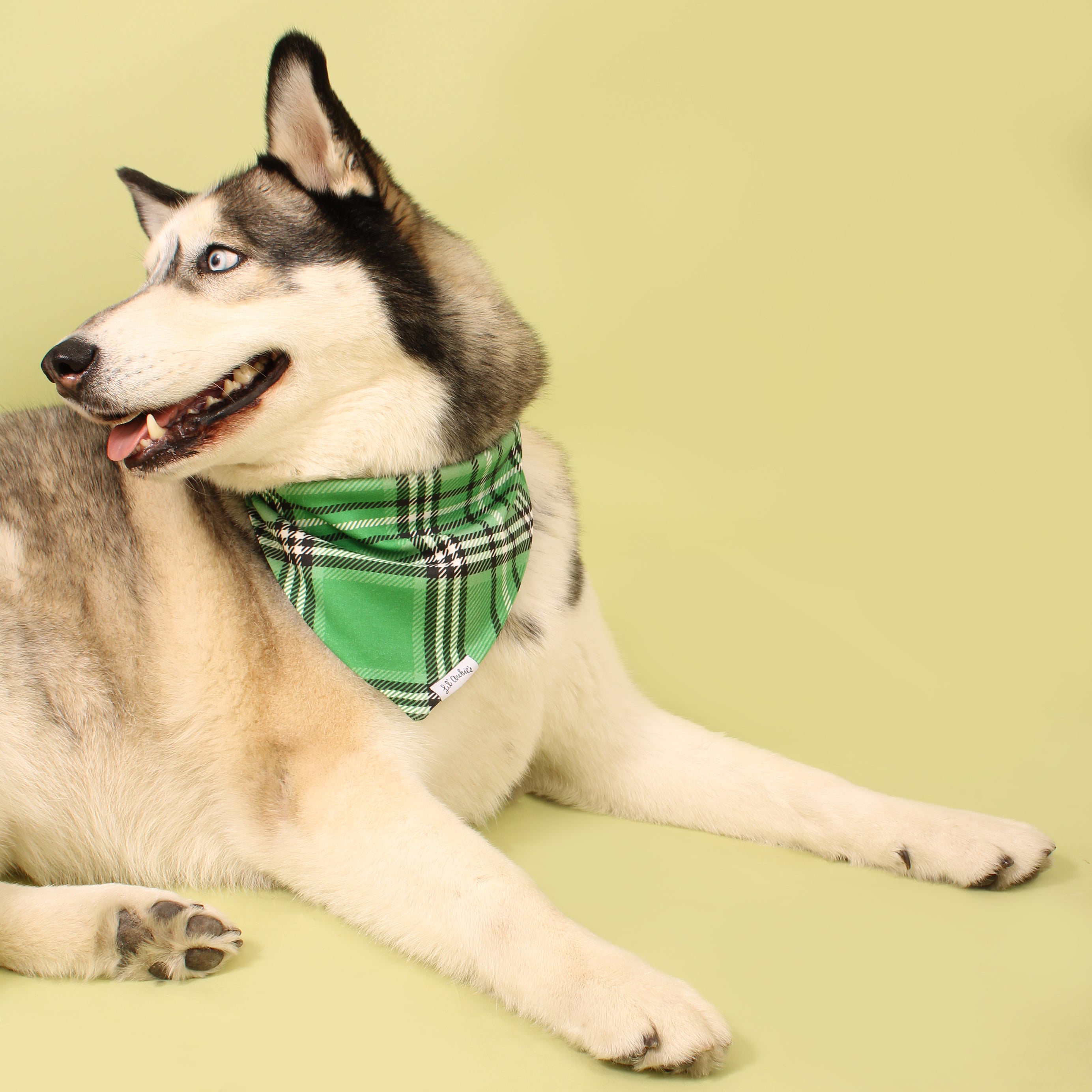 Dublin Plaid - Dog Bandana