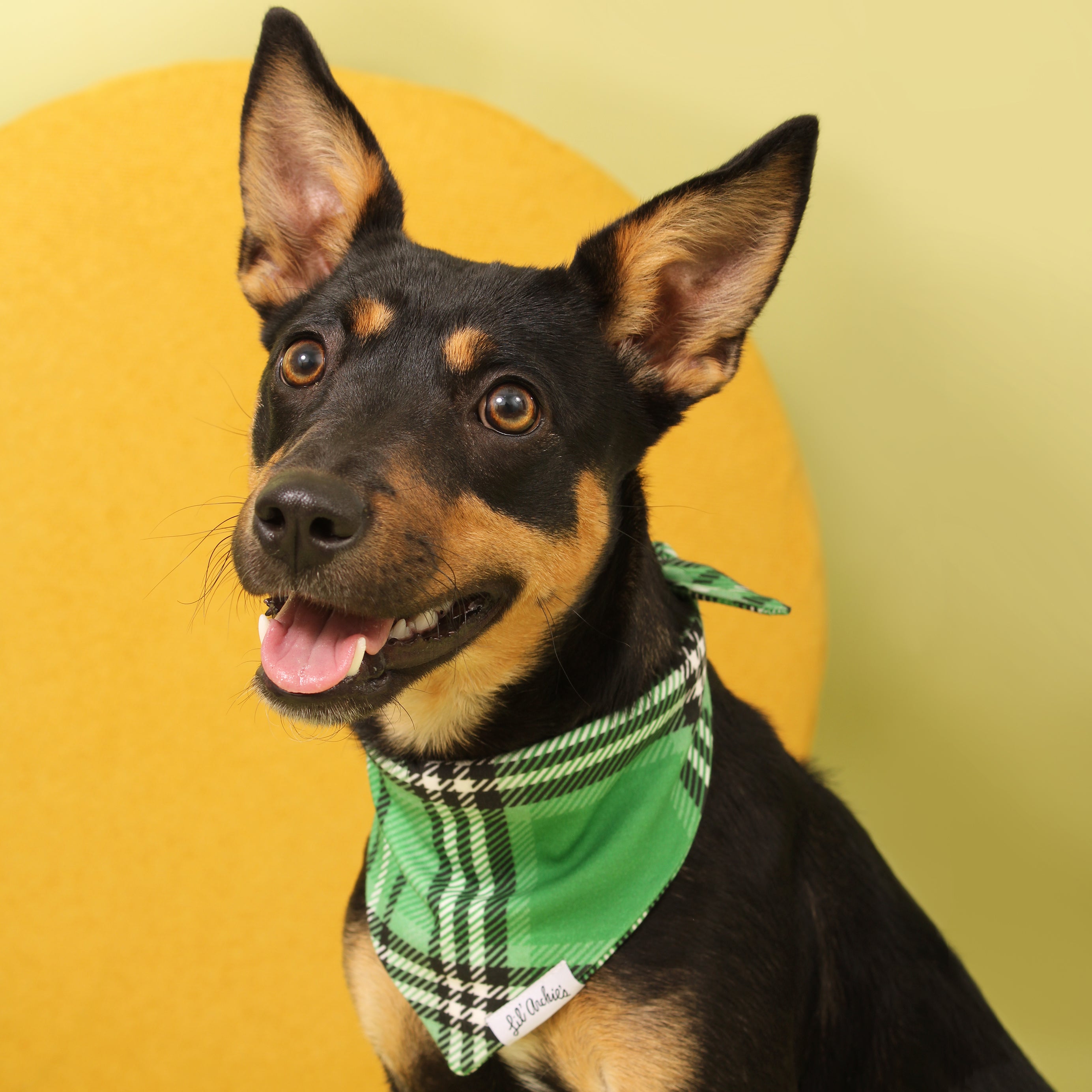 Dublin Plaid - Dog Bandana