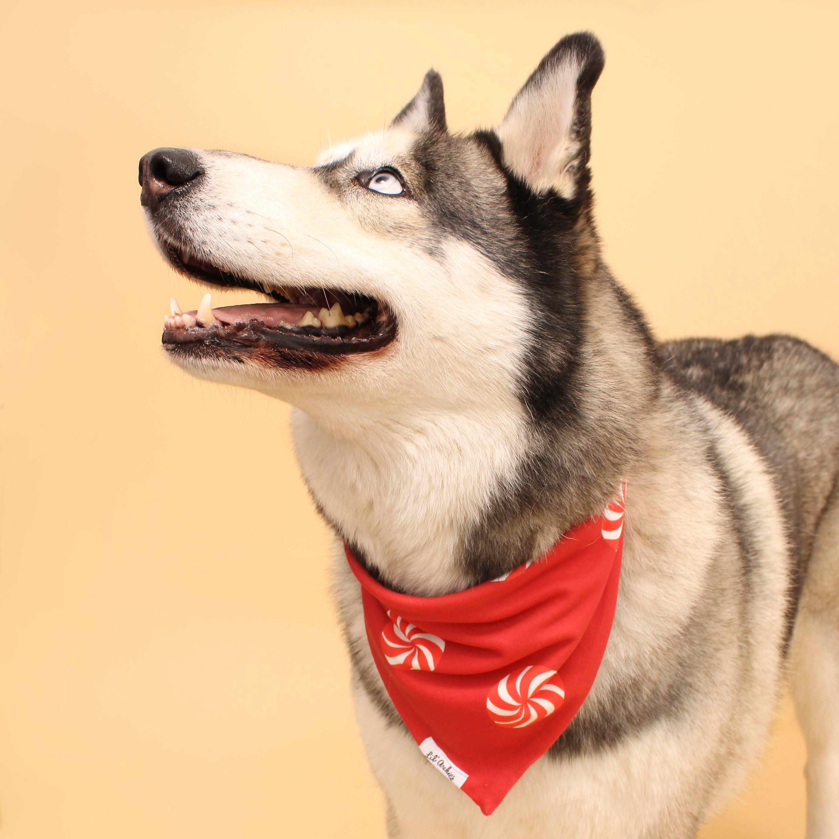 Jumbo Peppermint - Dog Bandana
