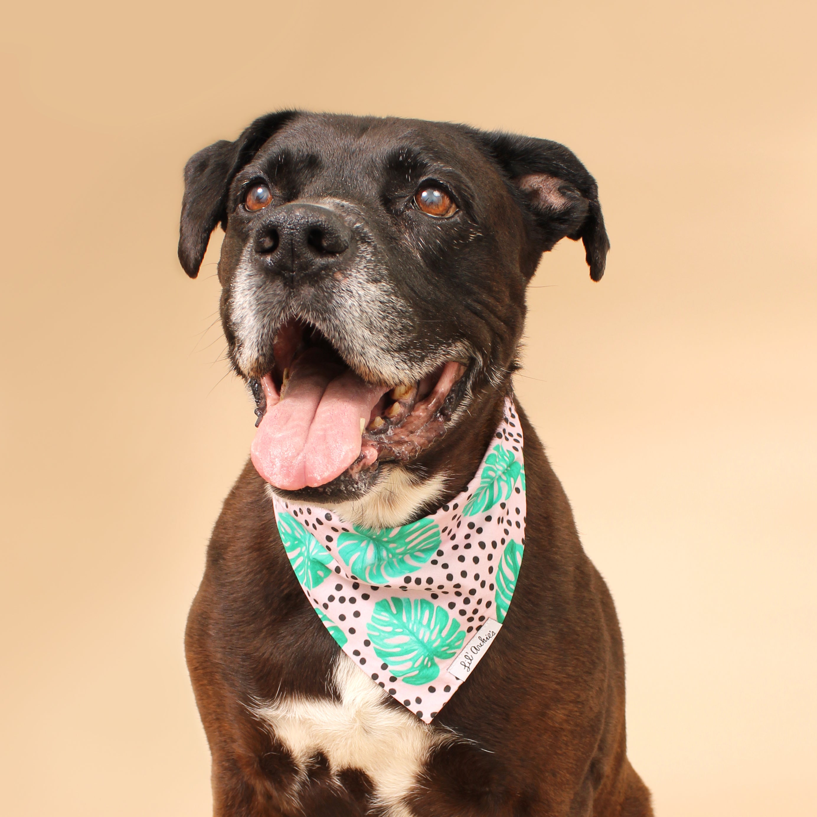 Jungle Fun - Dog Bandana