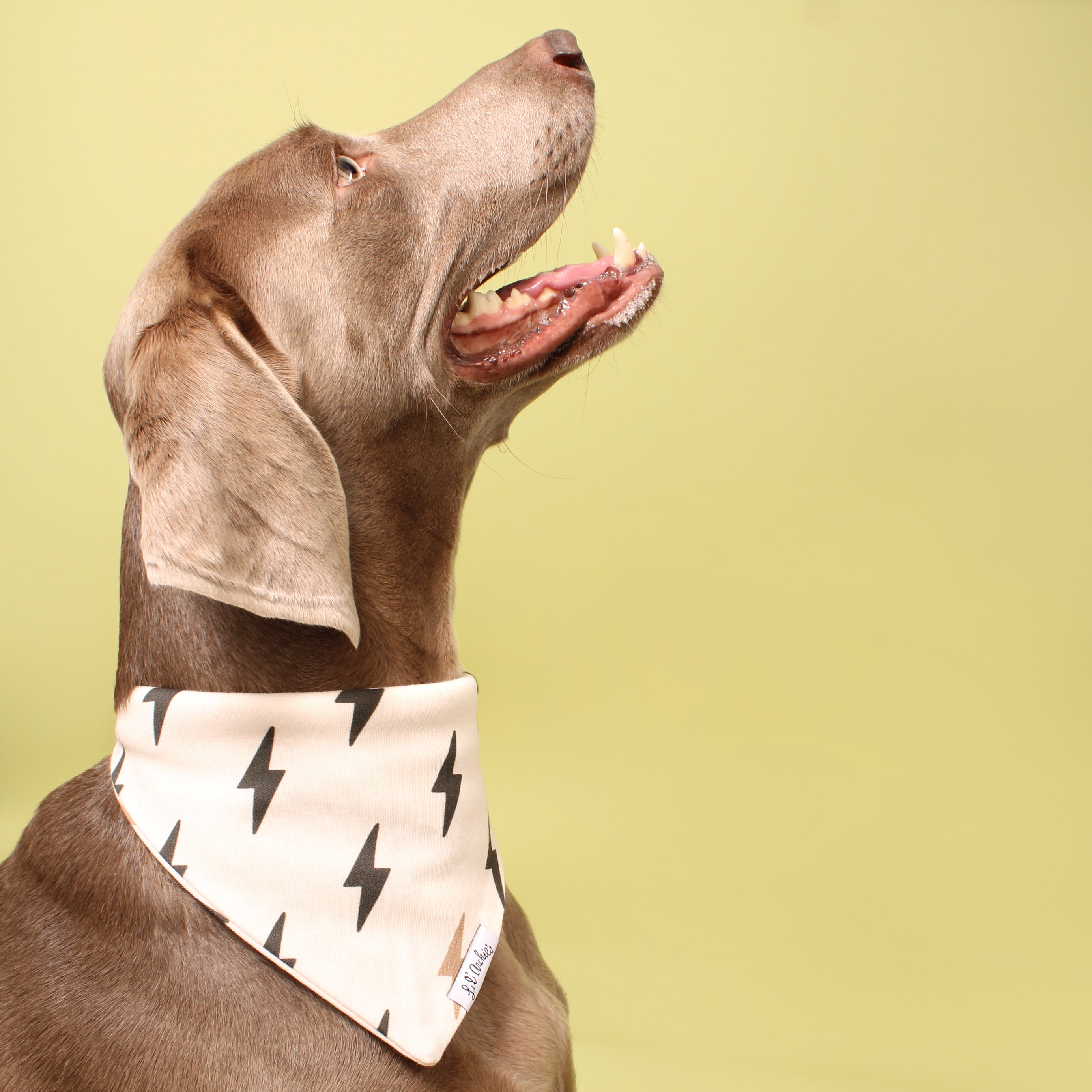 Lightning Strikes - Dog Bandana