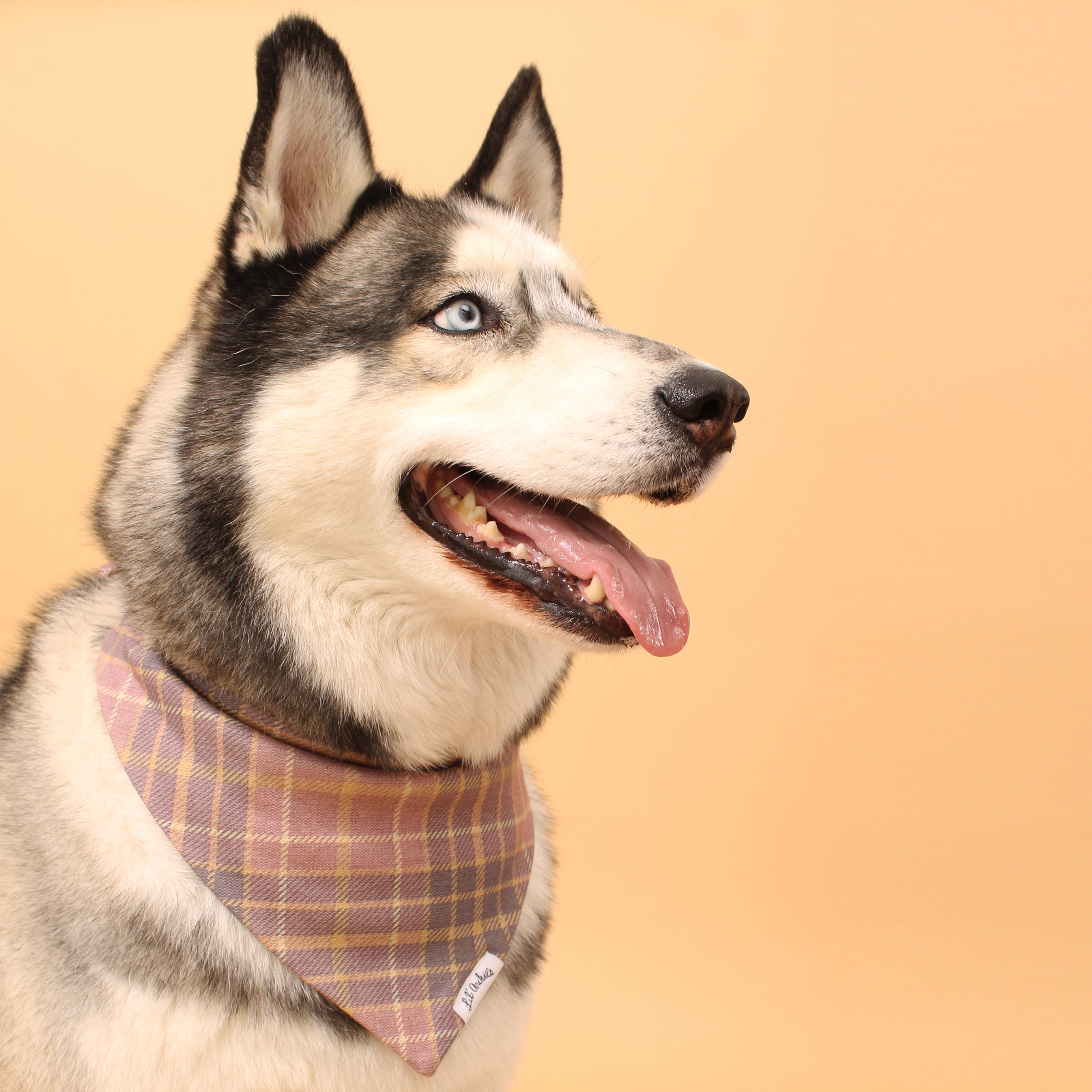 Mulled Spice Plaid- - Dog Bandana