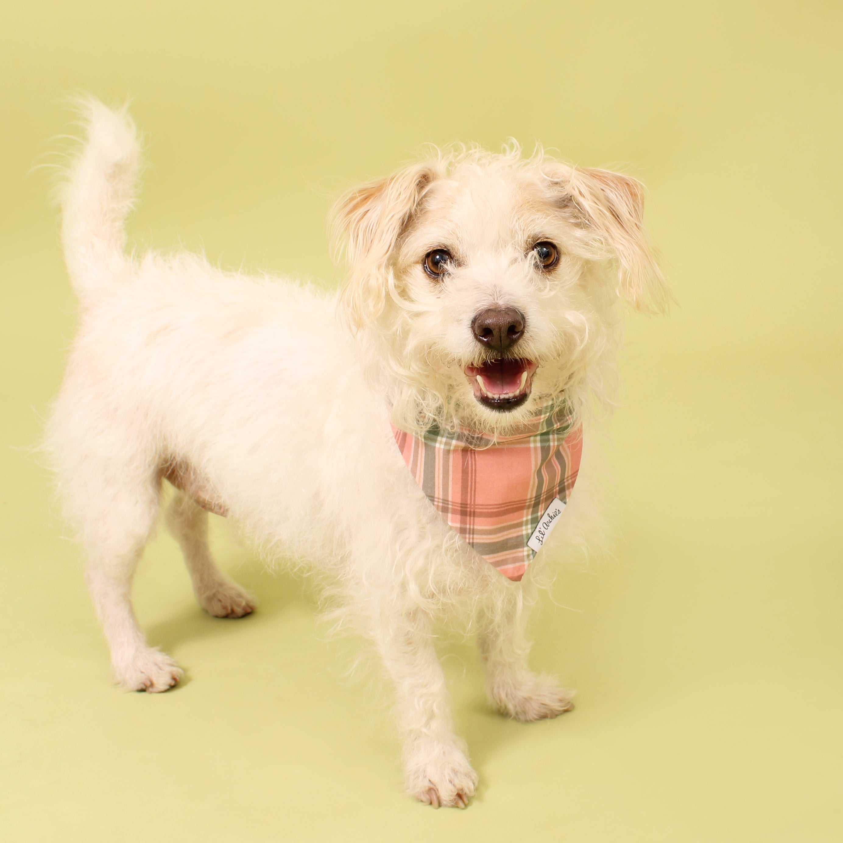 Spring Joy Plaid - Dog Bandana