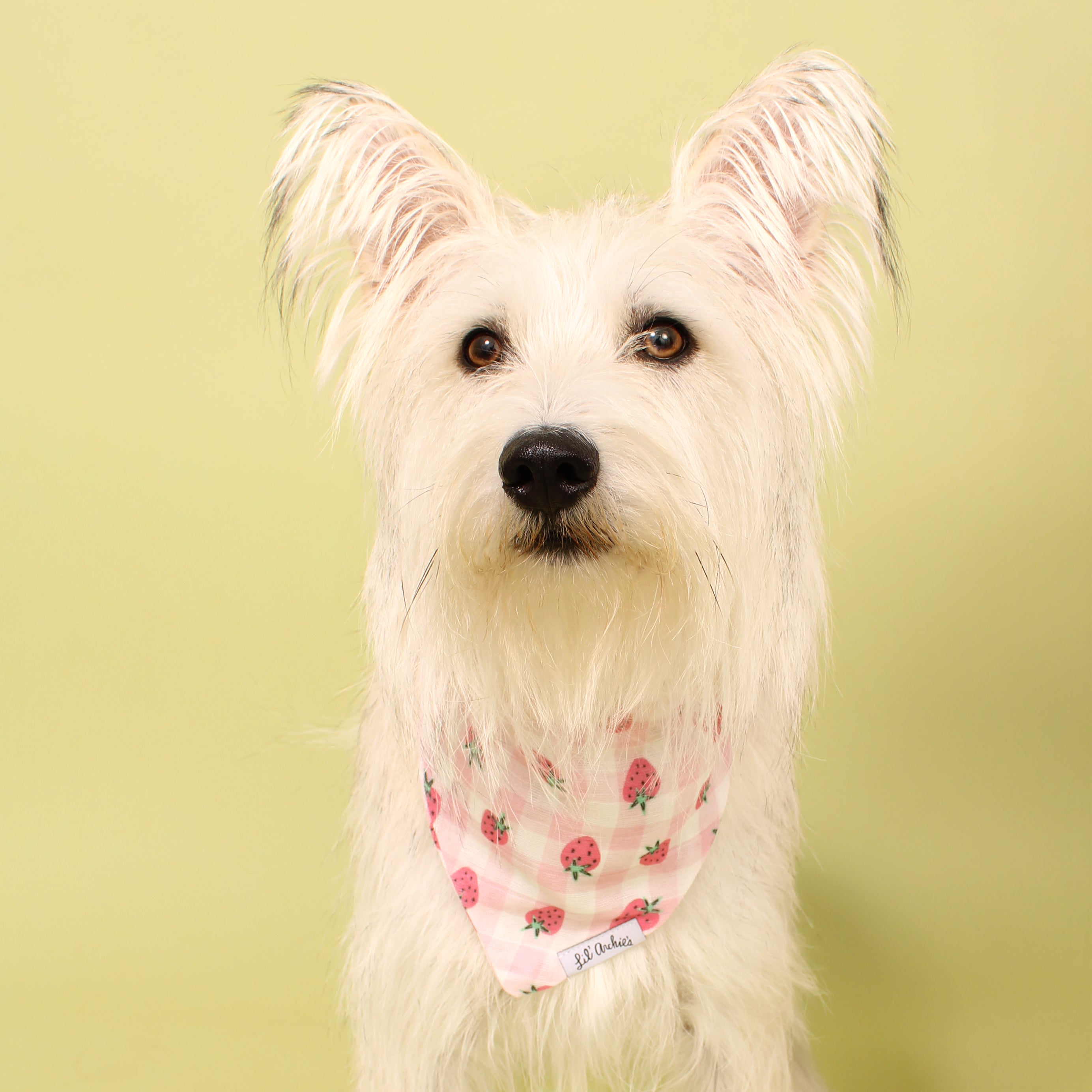Strawberry Picnic - Dog Bandana