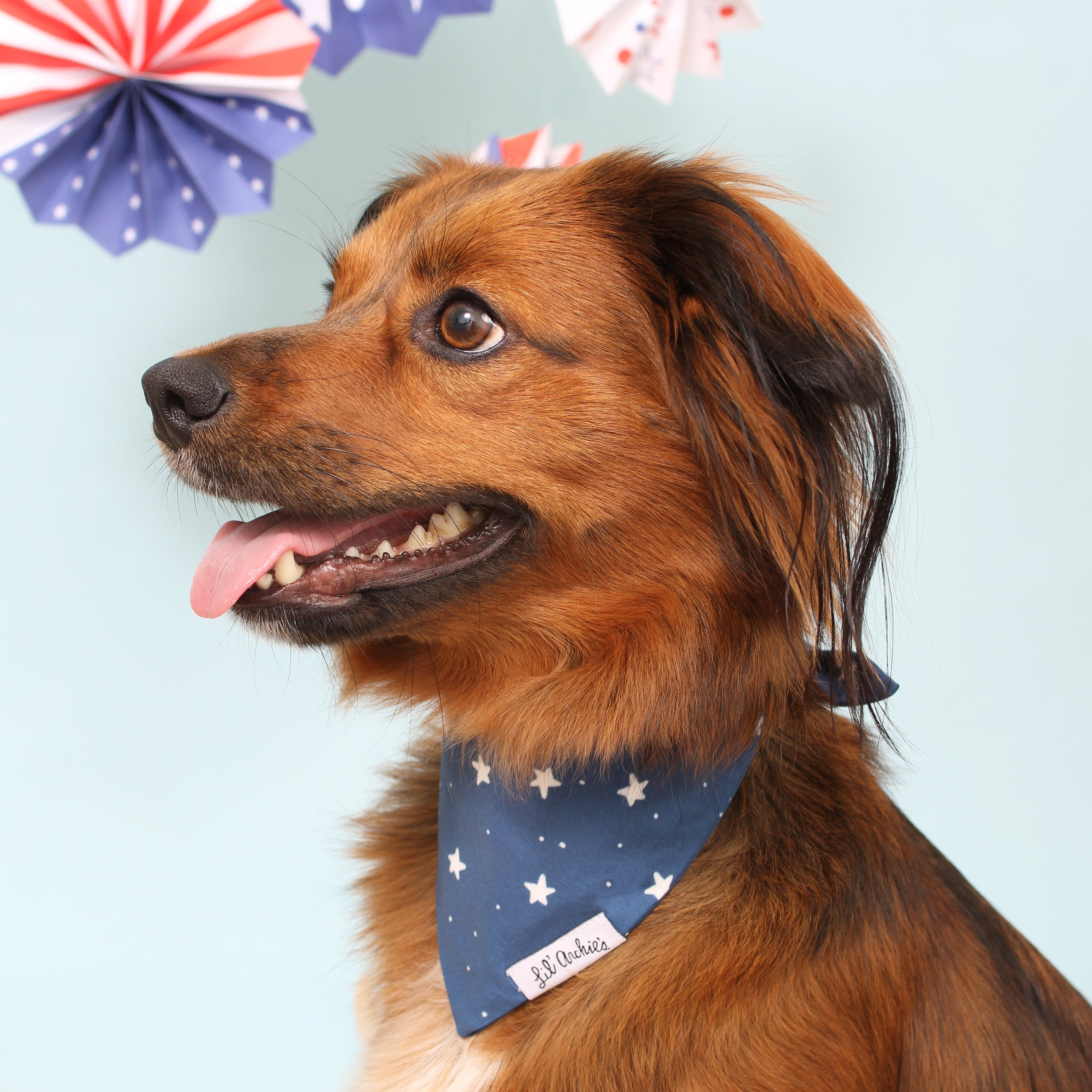 Twinkle - Dog Bandana