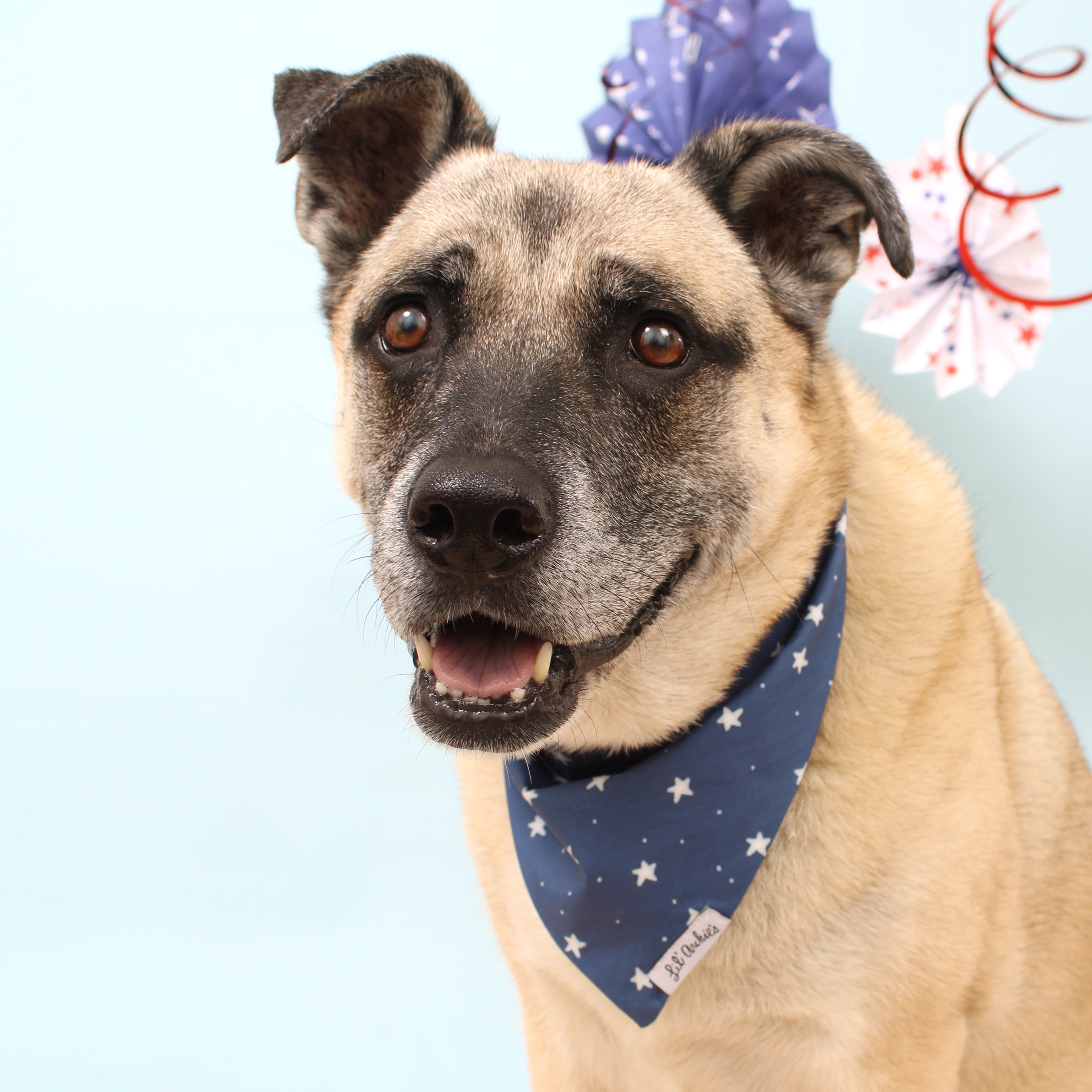 Twinkle - Dog Bandana