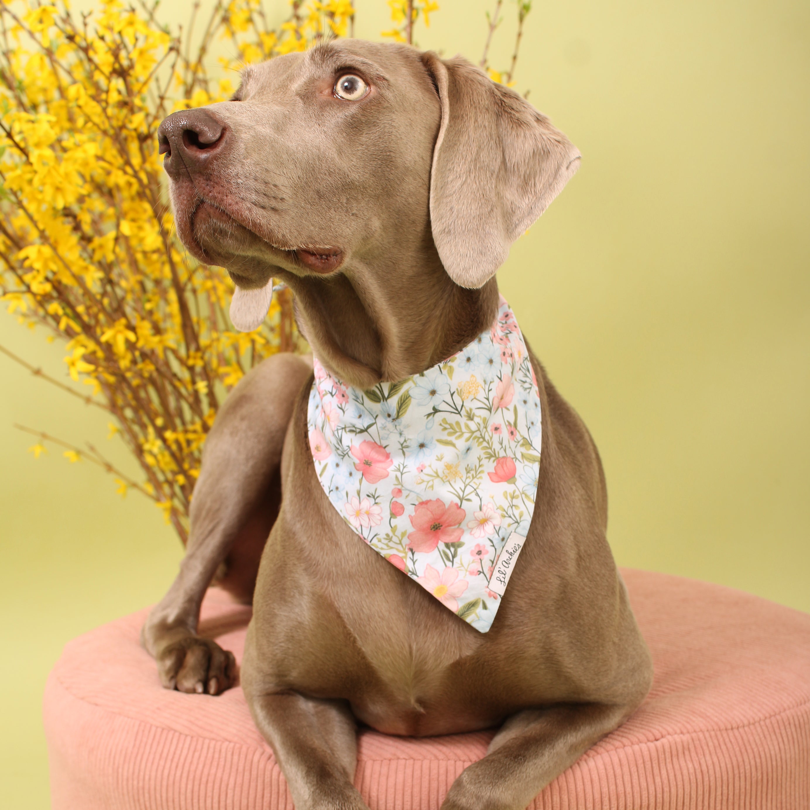 Wildflower Spring - Slimline Dog Bandana
