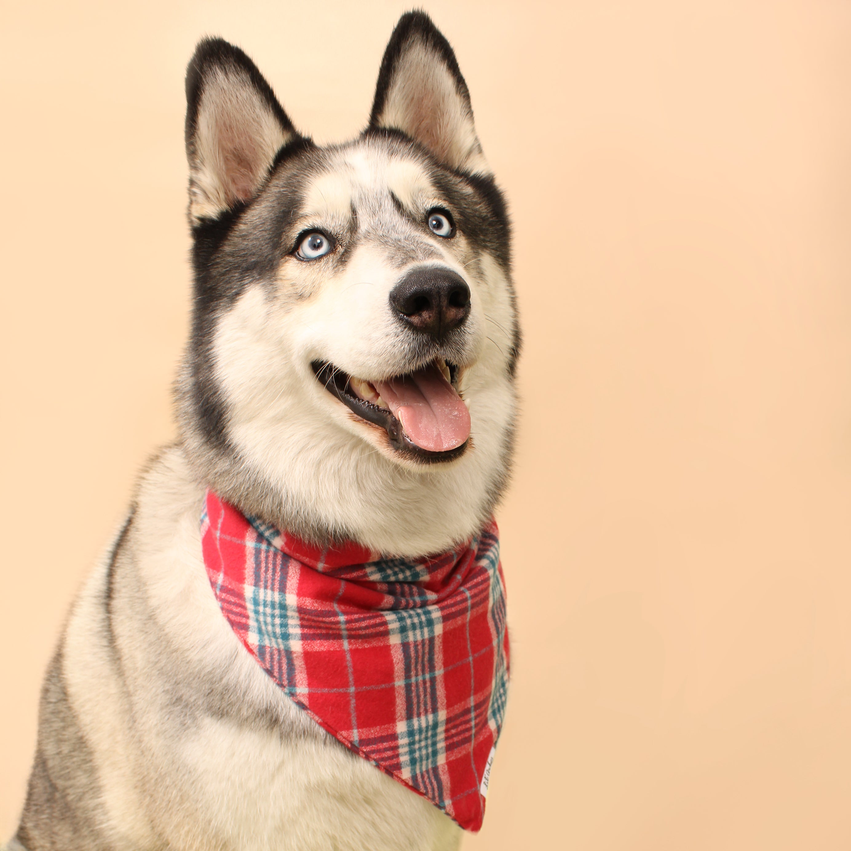 Winterberry Plaid Flannel - Dog Bandana
