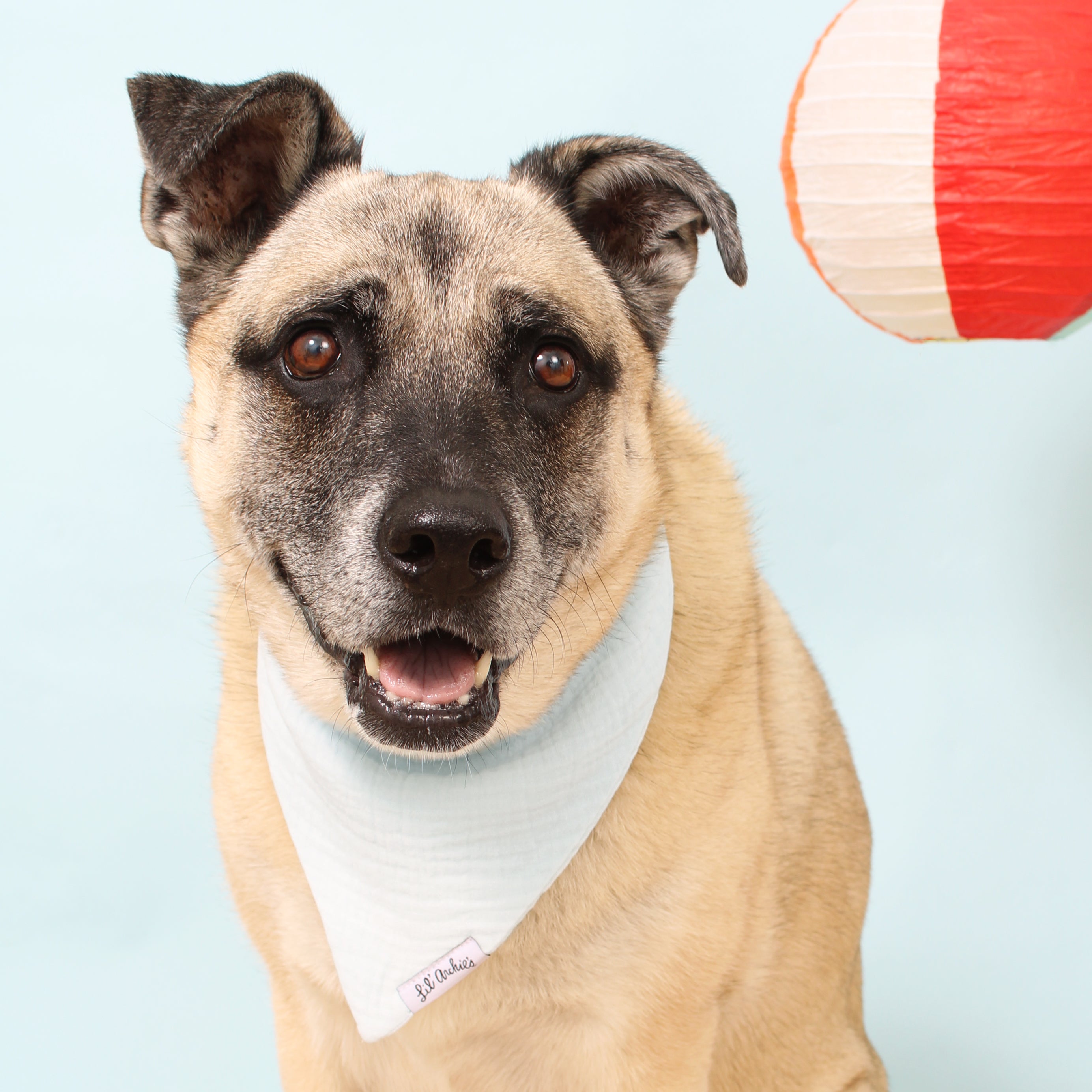 Baby Blues- Dog Bandana