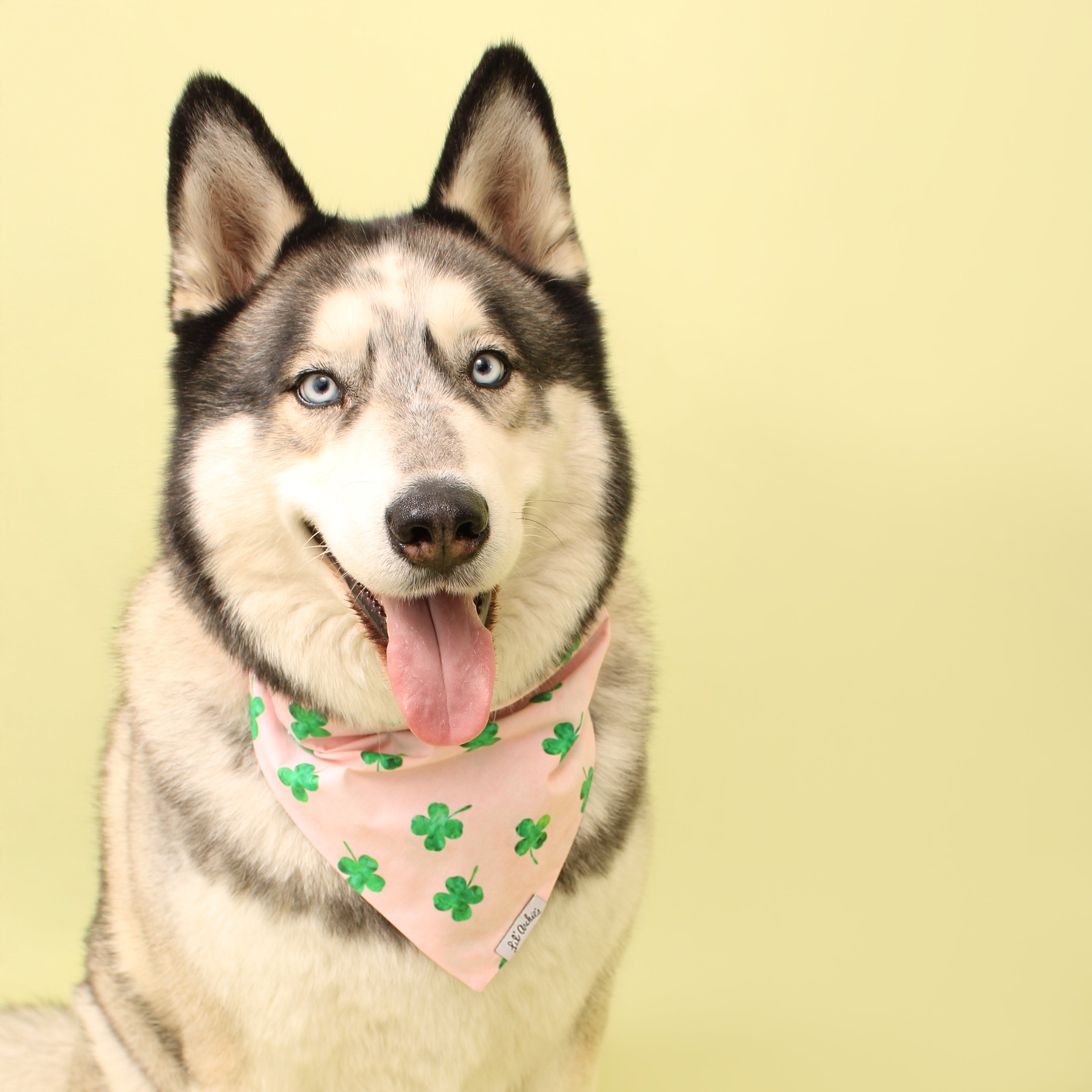 Blush Clover - Dog Bandana