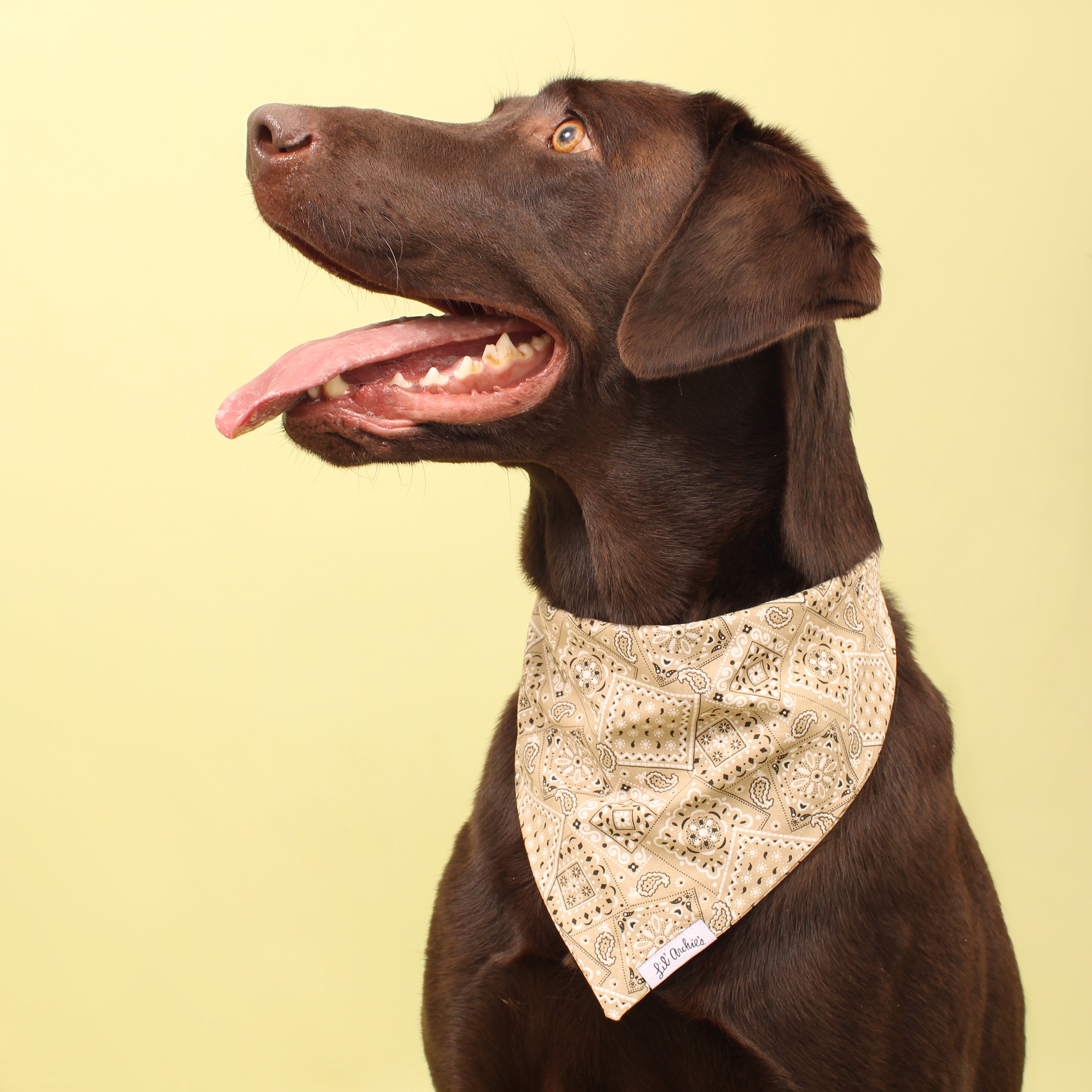 Buckaroo - Dog Bandana